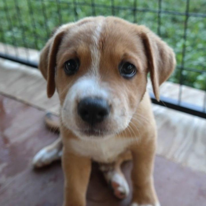 Beka, an adopted mixed breed in Short Hills, NJ image 3/6