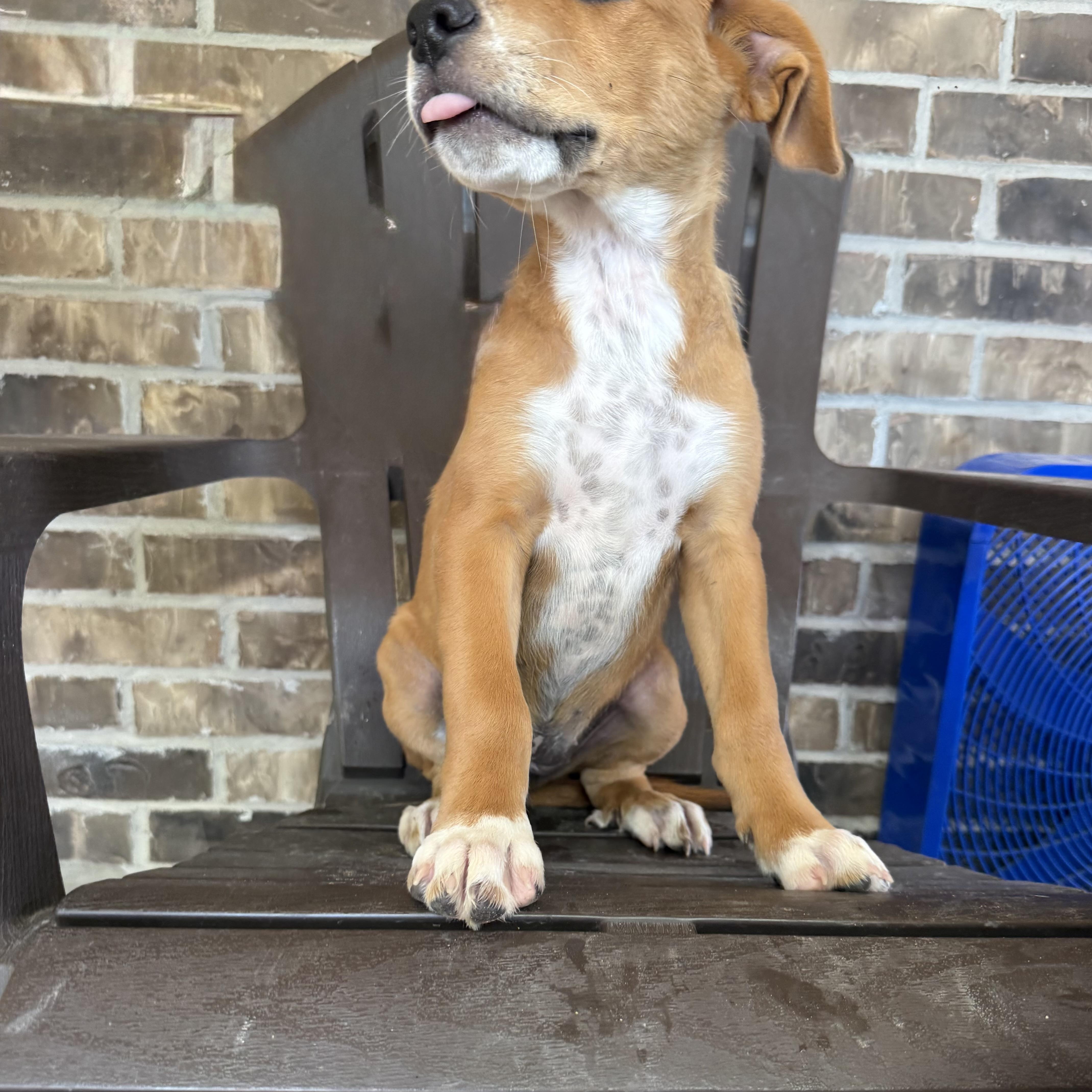 Beka, an adopted mixed breed in Short Hills, NJ image 6/6