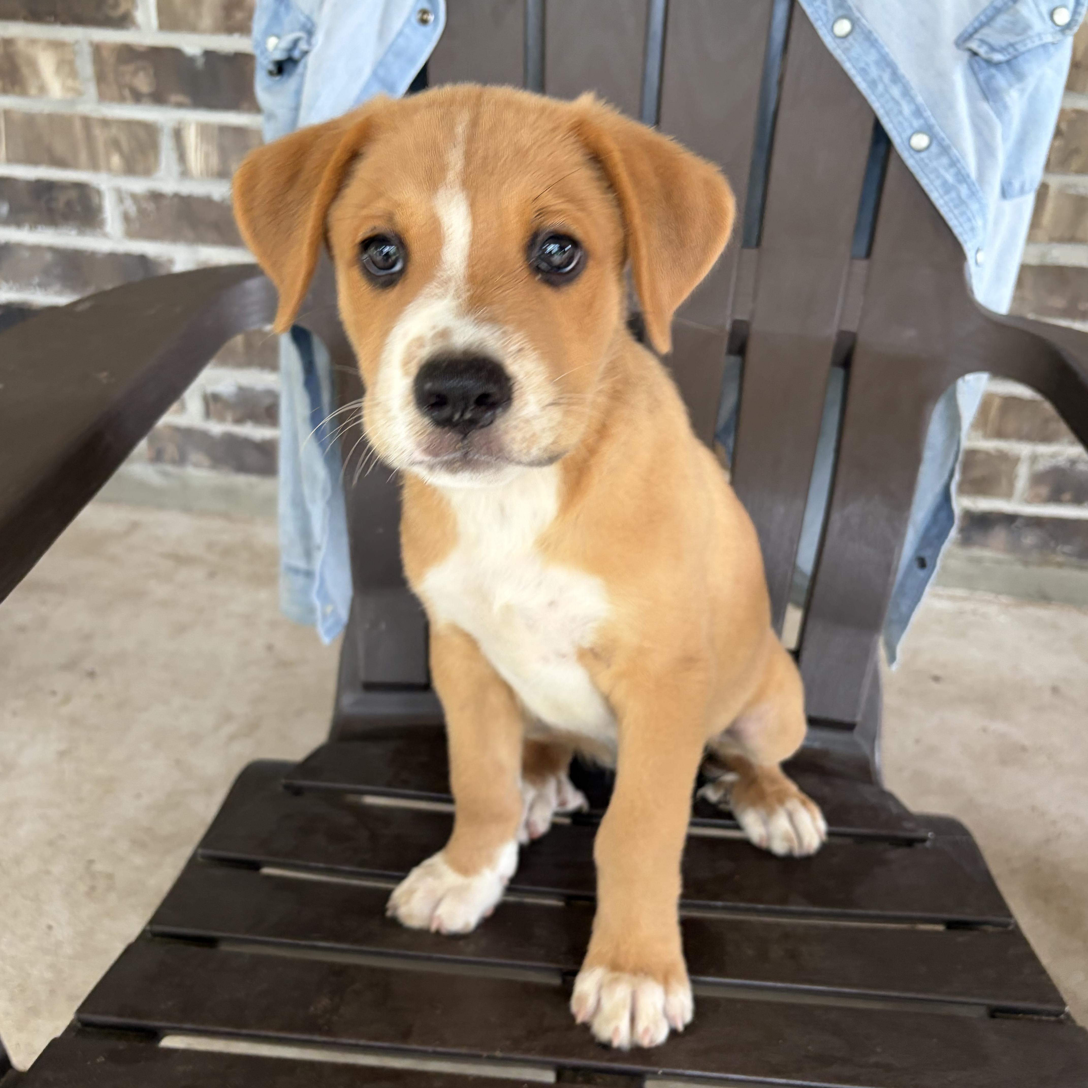 Beka, an adopted mixed breed in Short Hills, NJ image 1/6