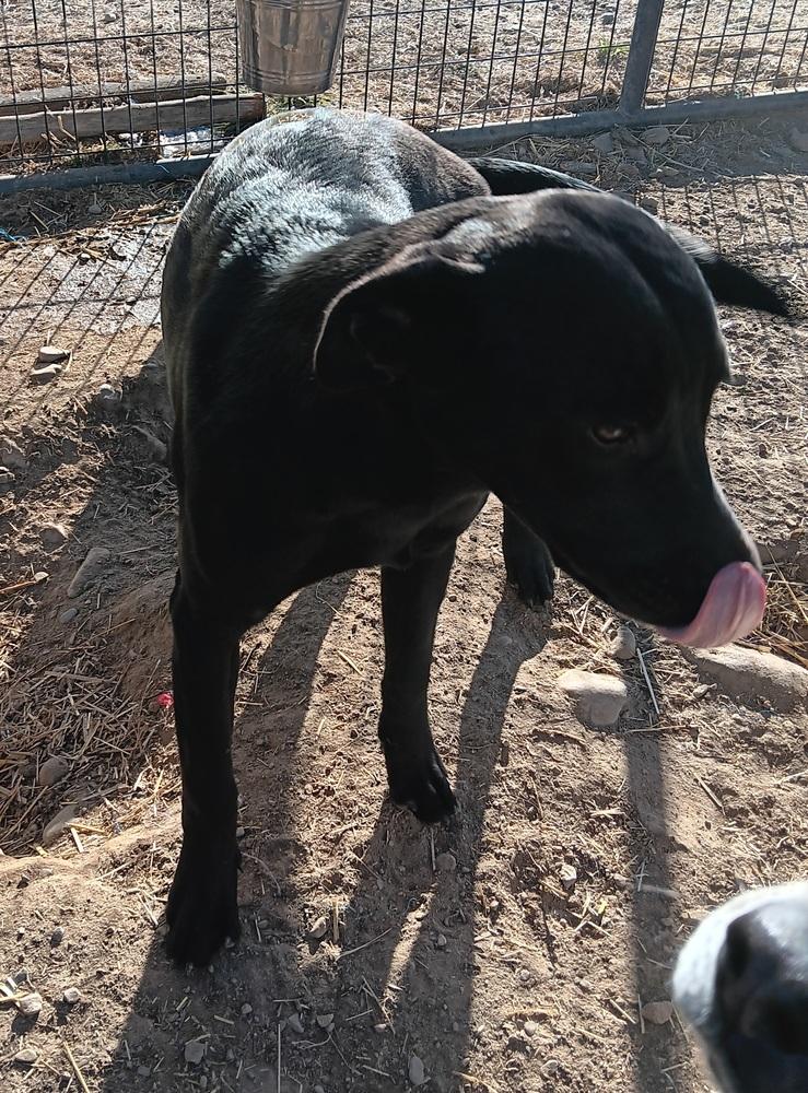 Milo, a Adoptable mixed breed in Challis, ID image 1/5