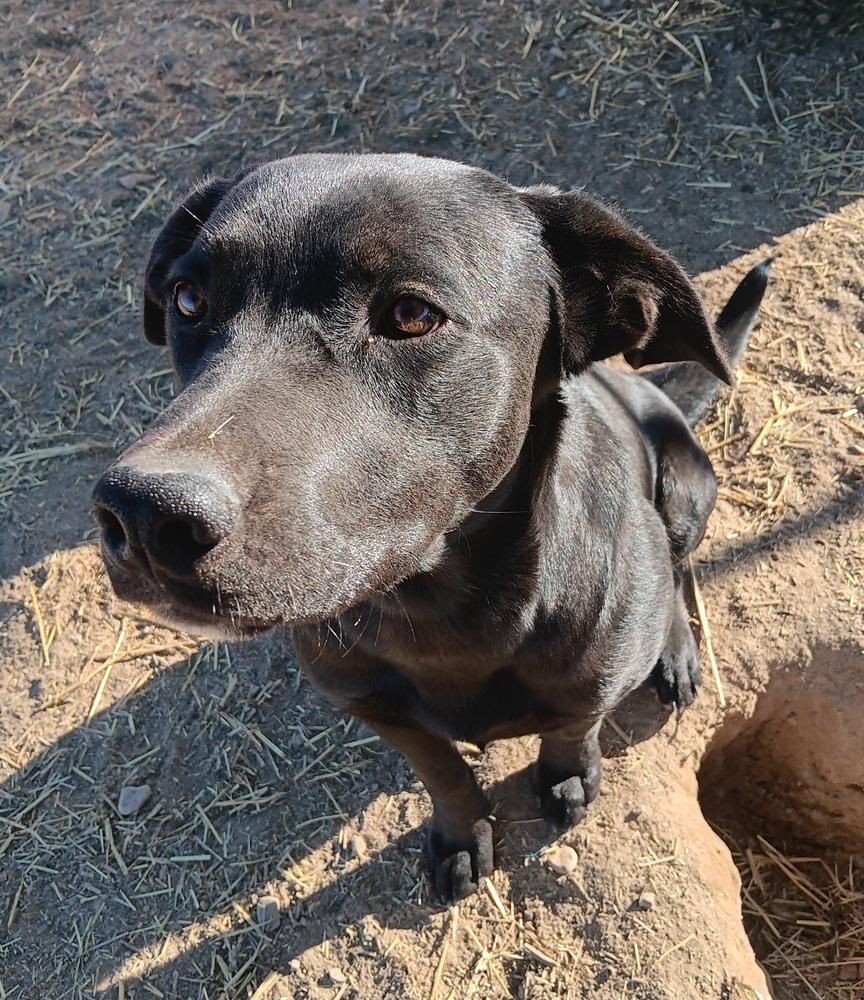 Milo, a Adoptable mixed breed in Challis, ID image 2/5