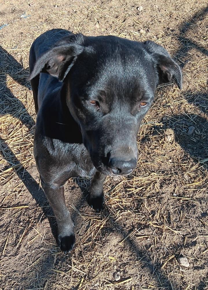 Milo, a Adoptable mixed breed in Challis, ID image 3/5