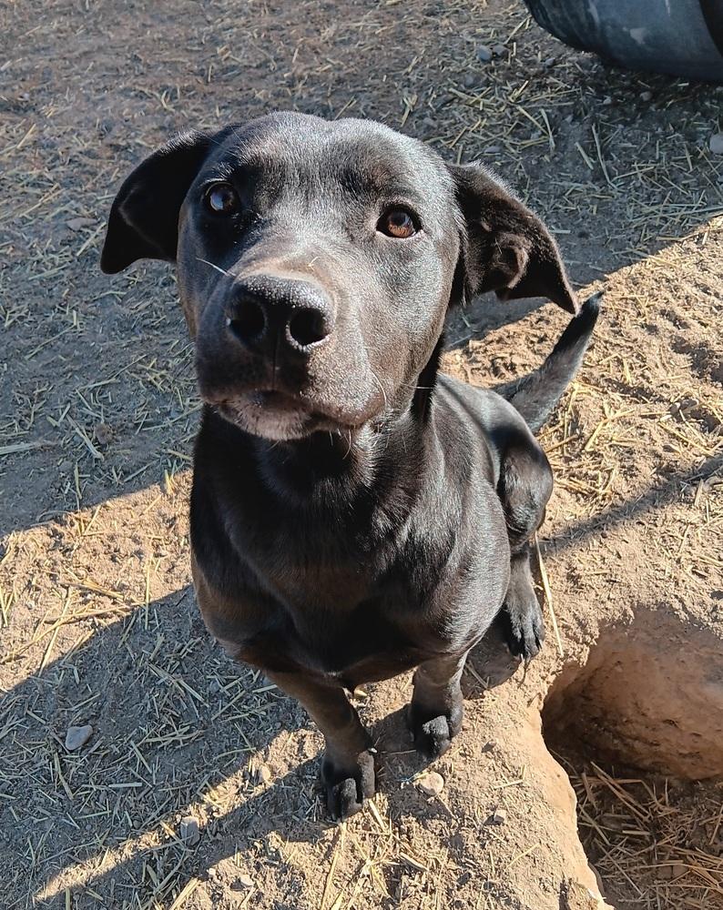 Milo, a Adoptable mixed breed in Challis, ID image 4/5