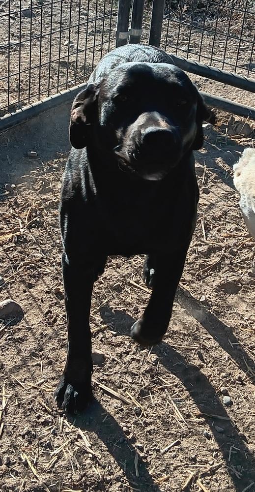 Milo, a Adoptable mixed breed in Challis, ID image 5/5