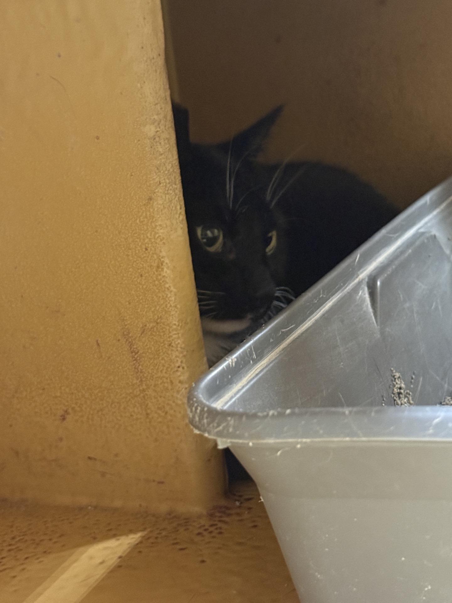 Enlarge Jerry, a ADOPTABLE Domestic Short Hair in City of Industry, CA image 2/2
