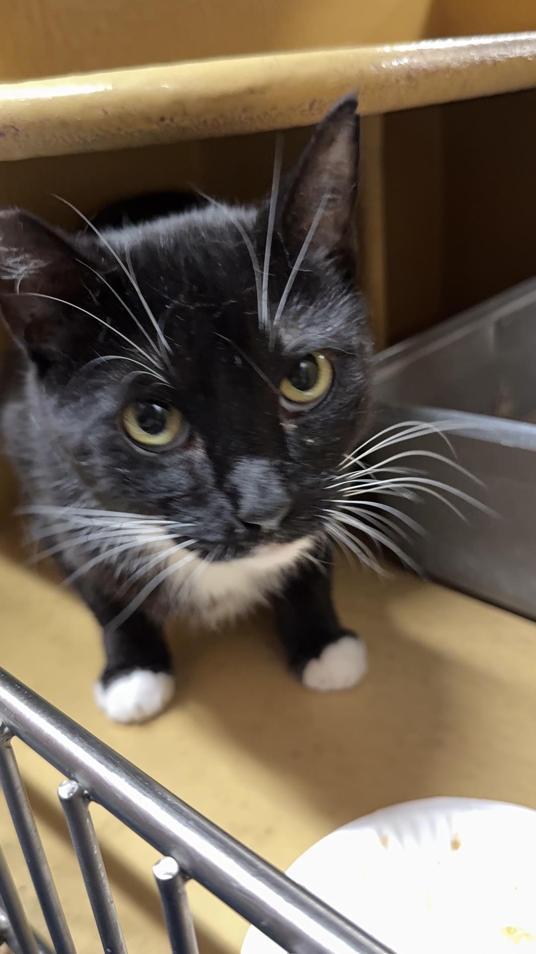 Enlarge Jerry, a ADOPTABLE Domestic Short Hair in City of Industry, CA image 1/2