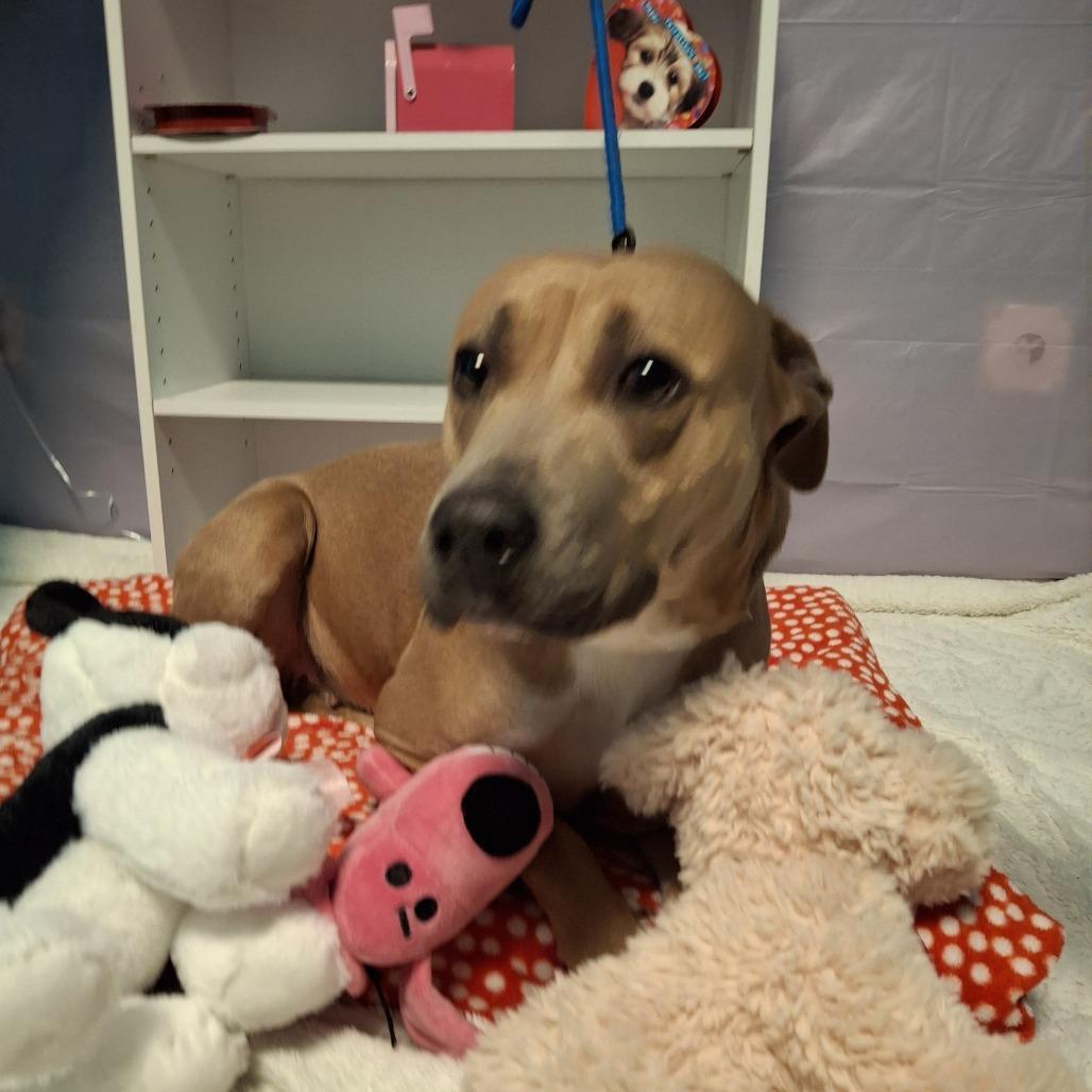 Leilani, Adoptable, Adult Female Pit Bull Terrier & Mixed Breed.