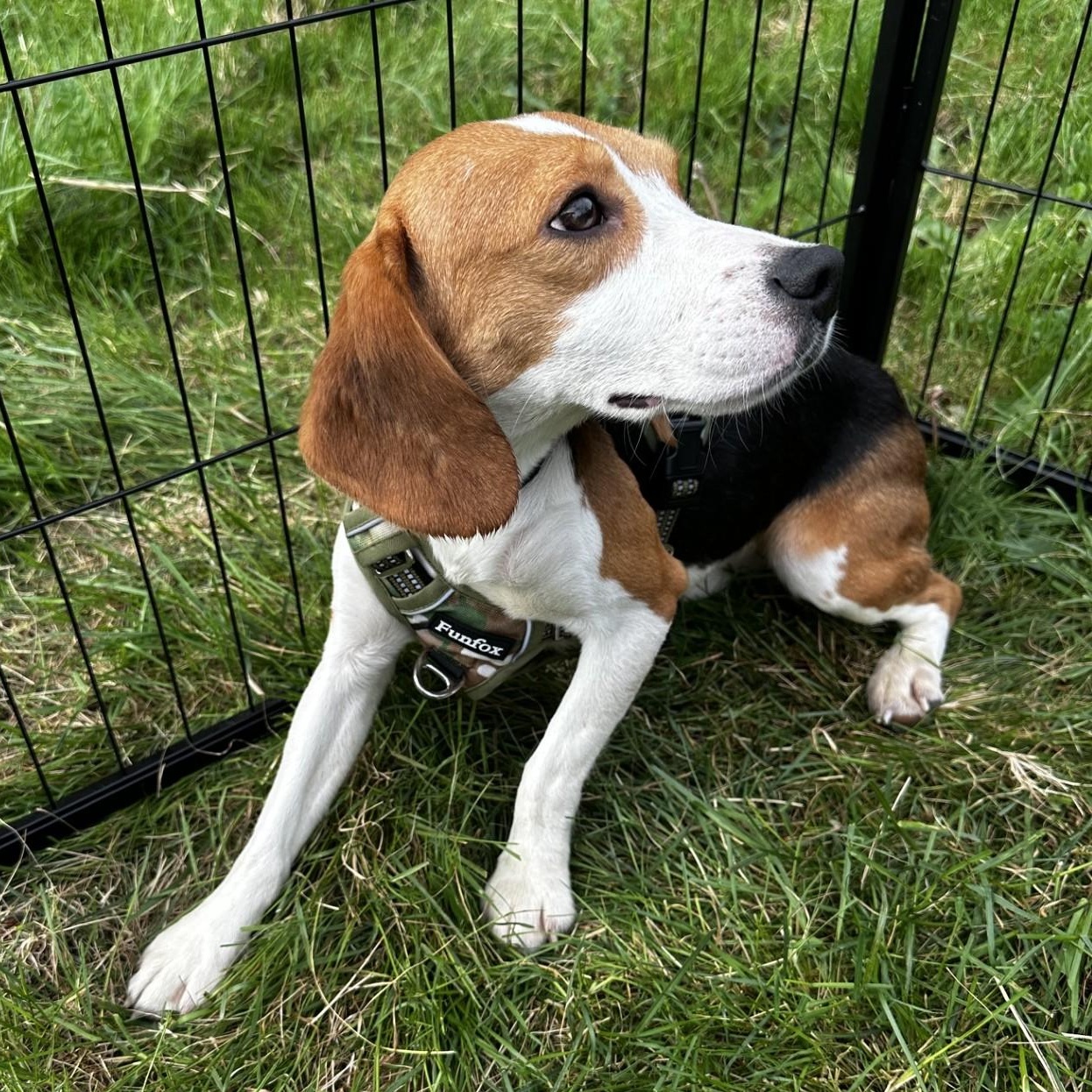 Radar the Beagle, an adopted Beagle in Portland, OR image 4/5