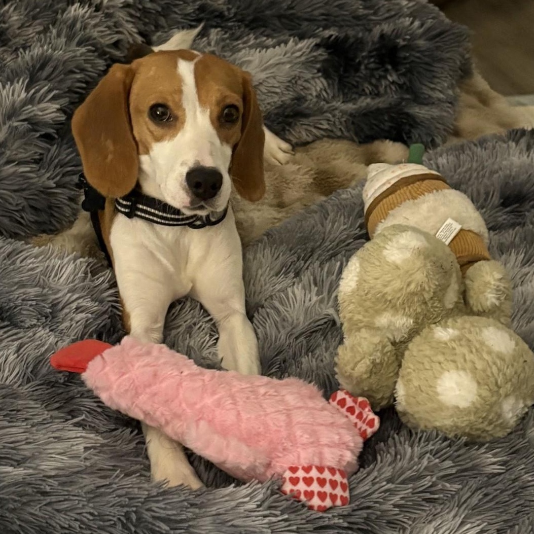 Radar the Beagle, an adopted Beagle in Portland, OR image 2/5