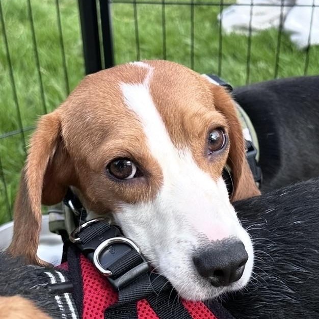 Enlarge Radar (COMING SOON), a Adoptable Beagle in Portland, OR image 1/2