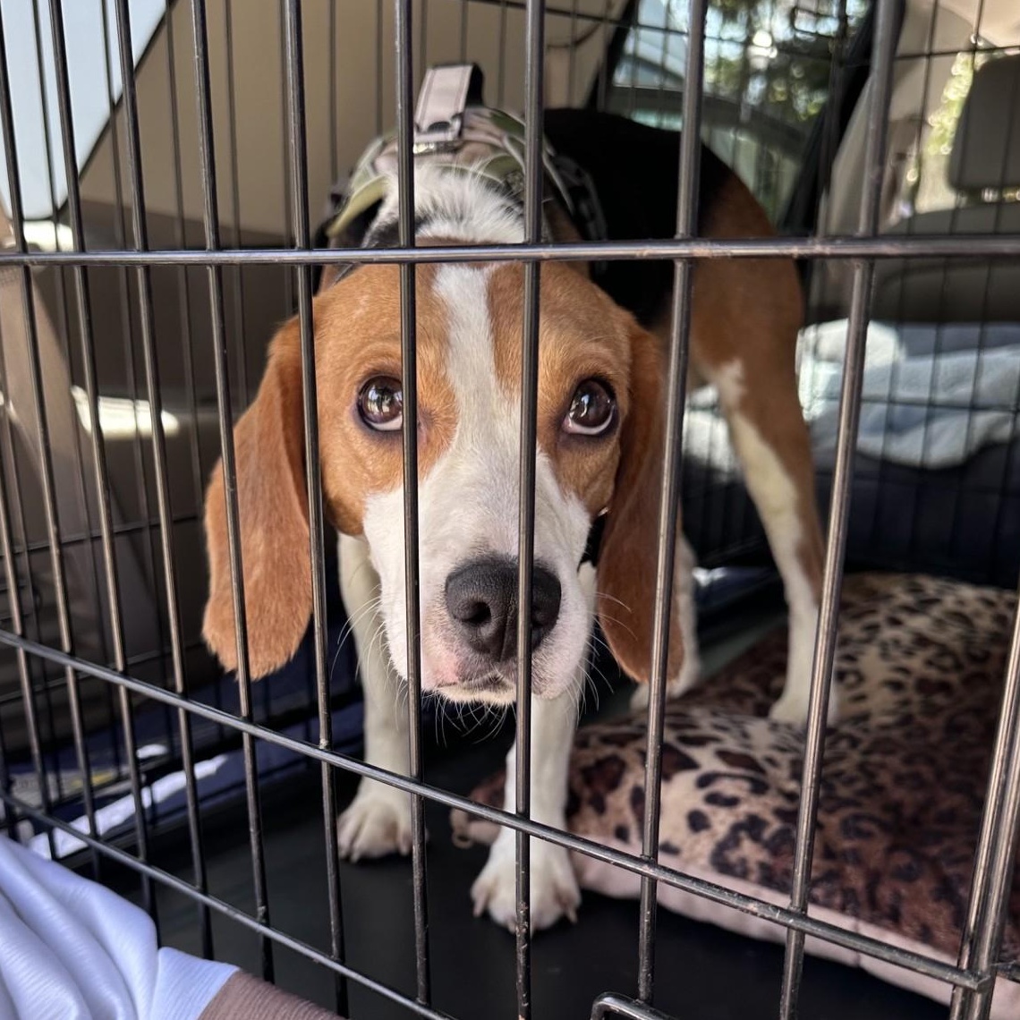 Radar the Beagle, an adopted Beagle in Portland, OR image 5/5