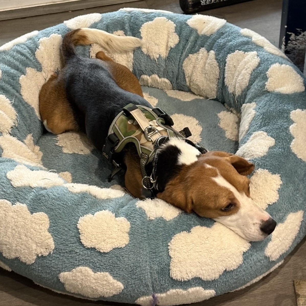 Enlarge Radar (COMING SOON), a Adoptable Beagle in Portland, OR image 2/2