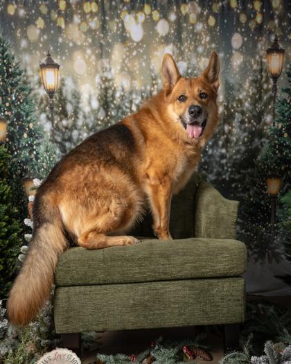 Red, Adoptable, Adult Male German Shepherd Dog & Mixed Breed.