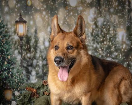 Enlarge Red, a Adoptable mixed breed in Kingwood, TX image 2/3