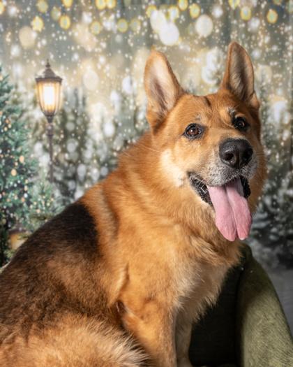 Enlarge Red, a Adoptable mixed breed in Kingwood, TX image 3/3