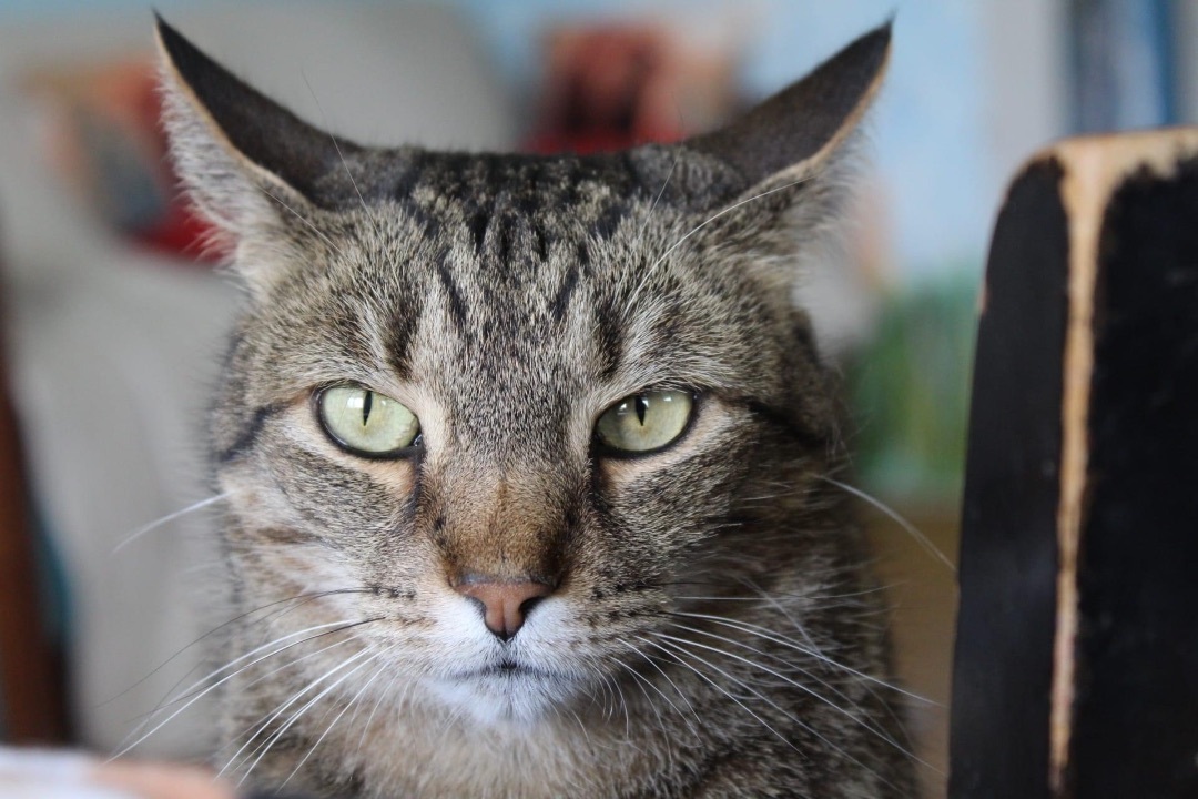 Enlarge Harlow, a Adoptable Domestic Short Hair in Berkeley Springs, WV image 7/8