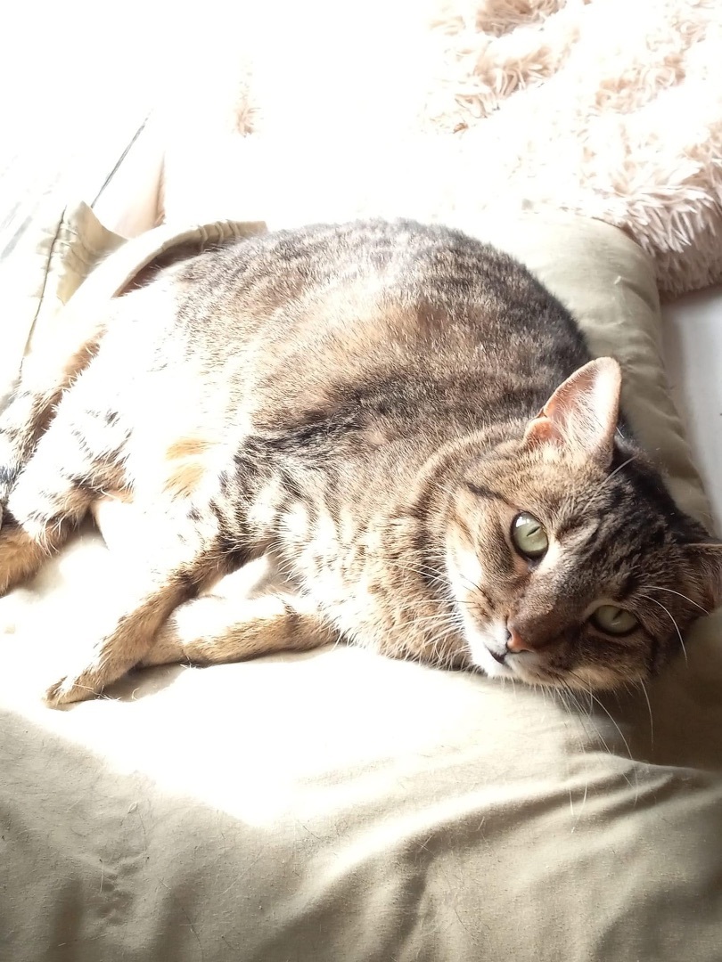 Enlarge Harlow, a Adoptable Domestic Short Hair in Berkeley Springs, WV image 8/8