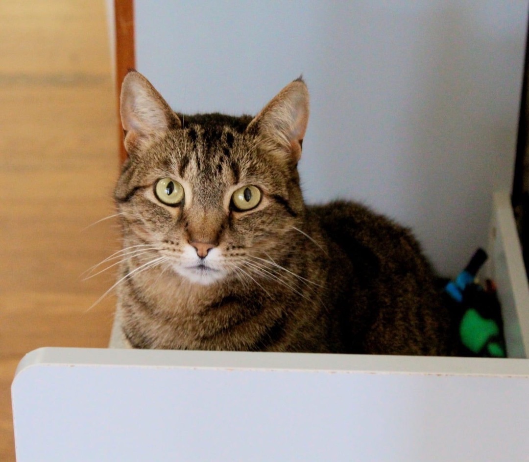 Enlarge Harlow, a Adoptable Domestic Short Hair in Berkeley Springs, WV image 6/8