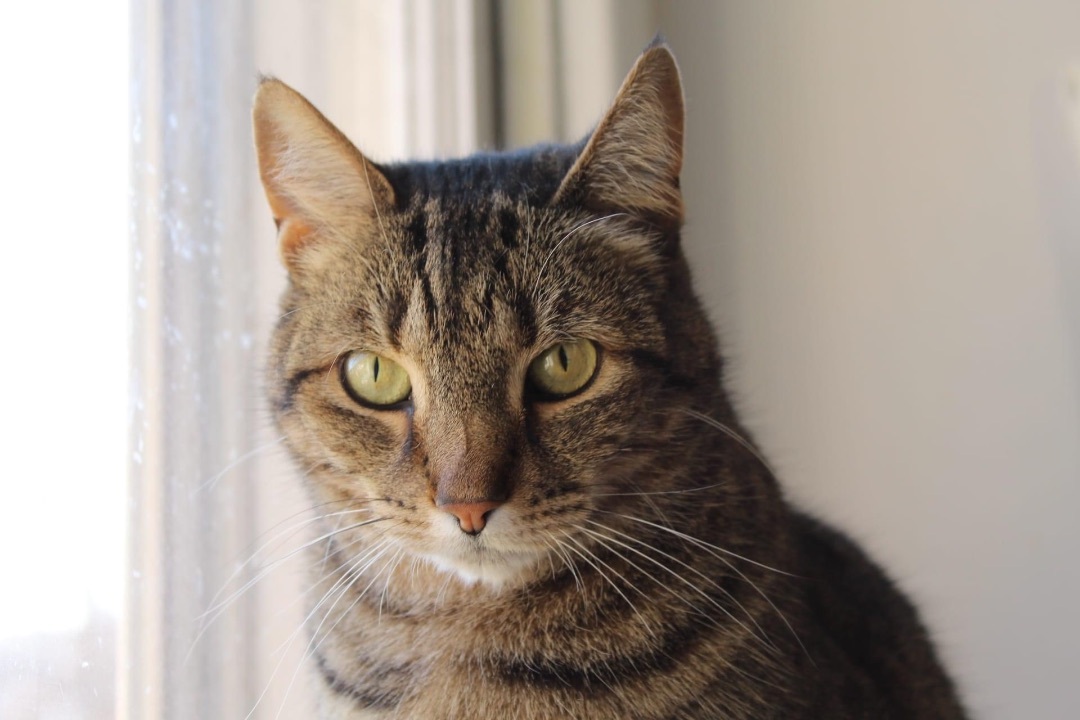 Enlarge Harlow, a Adoptable Domestic Short Hair in Berkeley Springs, WV image 1/8