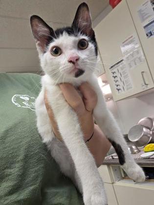 Enlarge Monica, a Adoptable mixed breed in South Bend, IN image 1/1