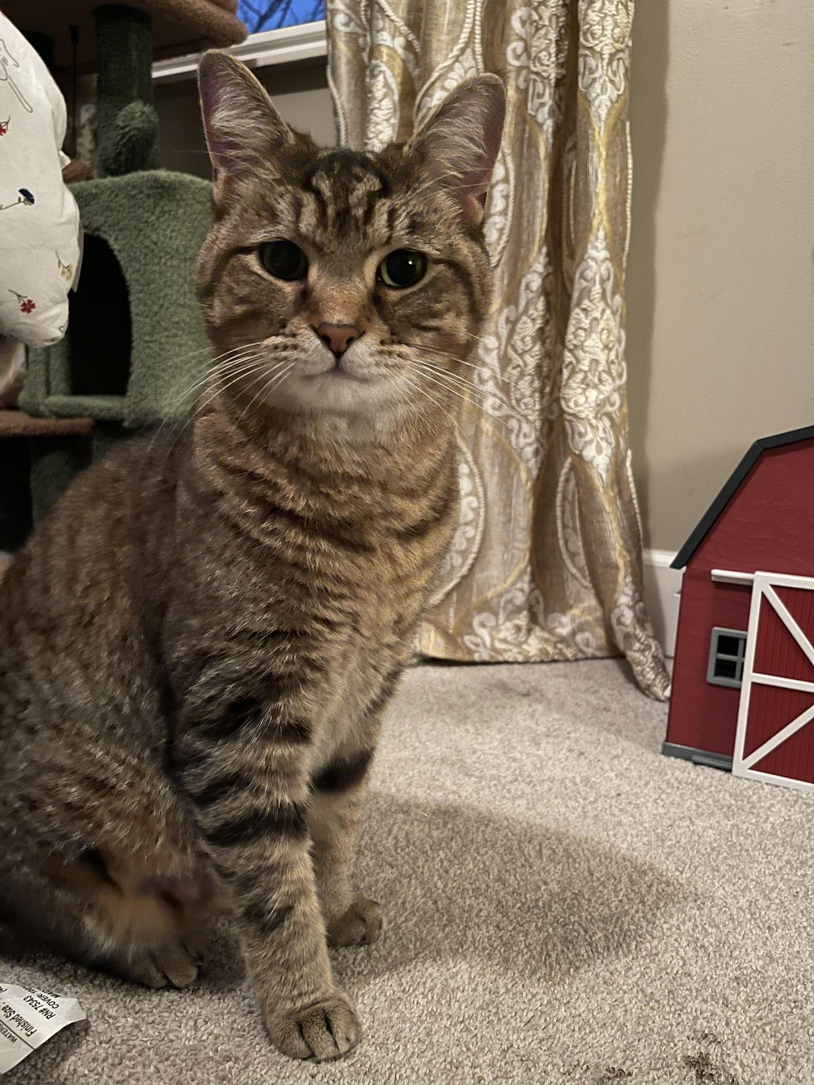 Lincoln, Adopted, Adult Male Tabby.