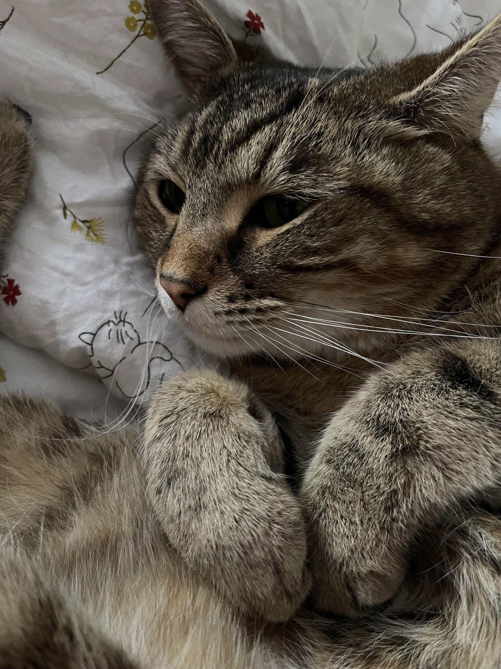 Lincoln, Adopted, Adult Male Tabby.