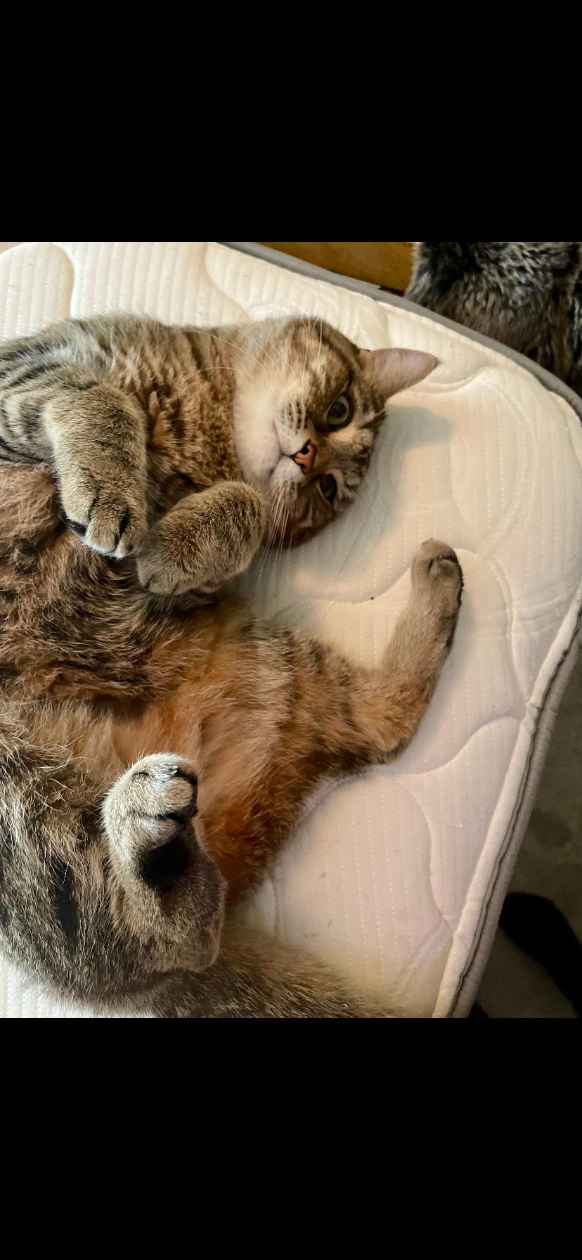 Enlarge Lincoln, a Adopted Tabby in Florence, KY image 3/3