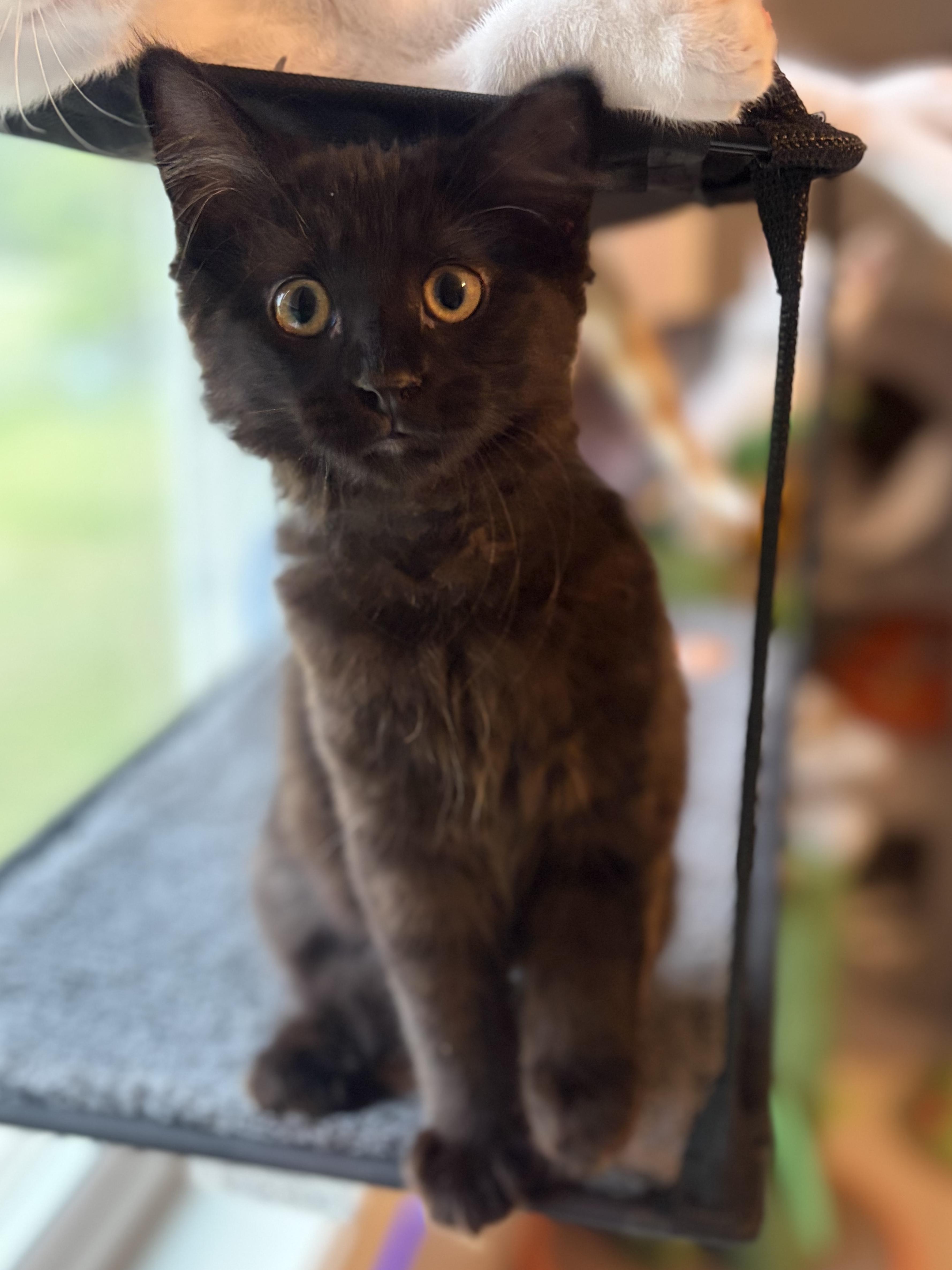 Enlarge Sylvie (black beauty), a Adoptable Domestic Long Hair in South Lyon, MI image 2/6
