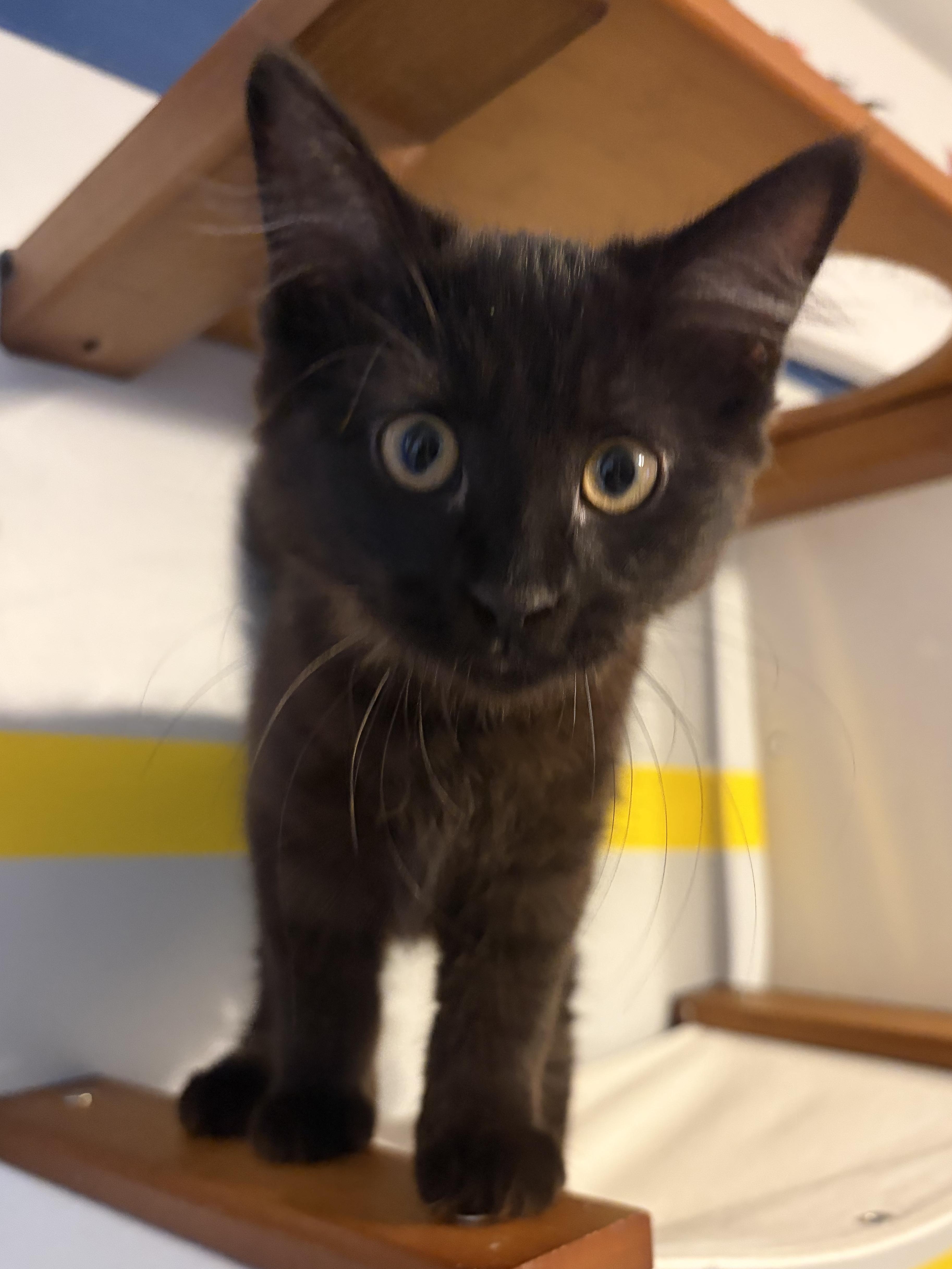 Enlarge Sylvie (black beauty), a Adoptable Domestic Long Hair in South Lyon, MI image 5/6