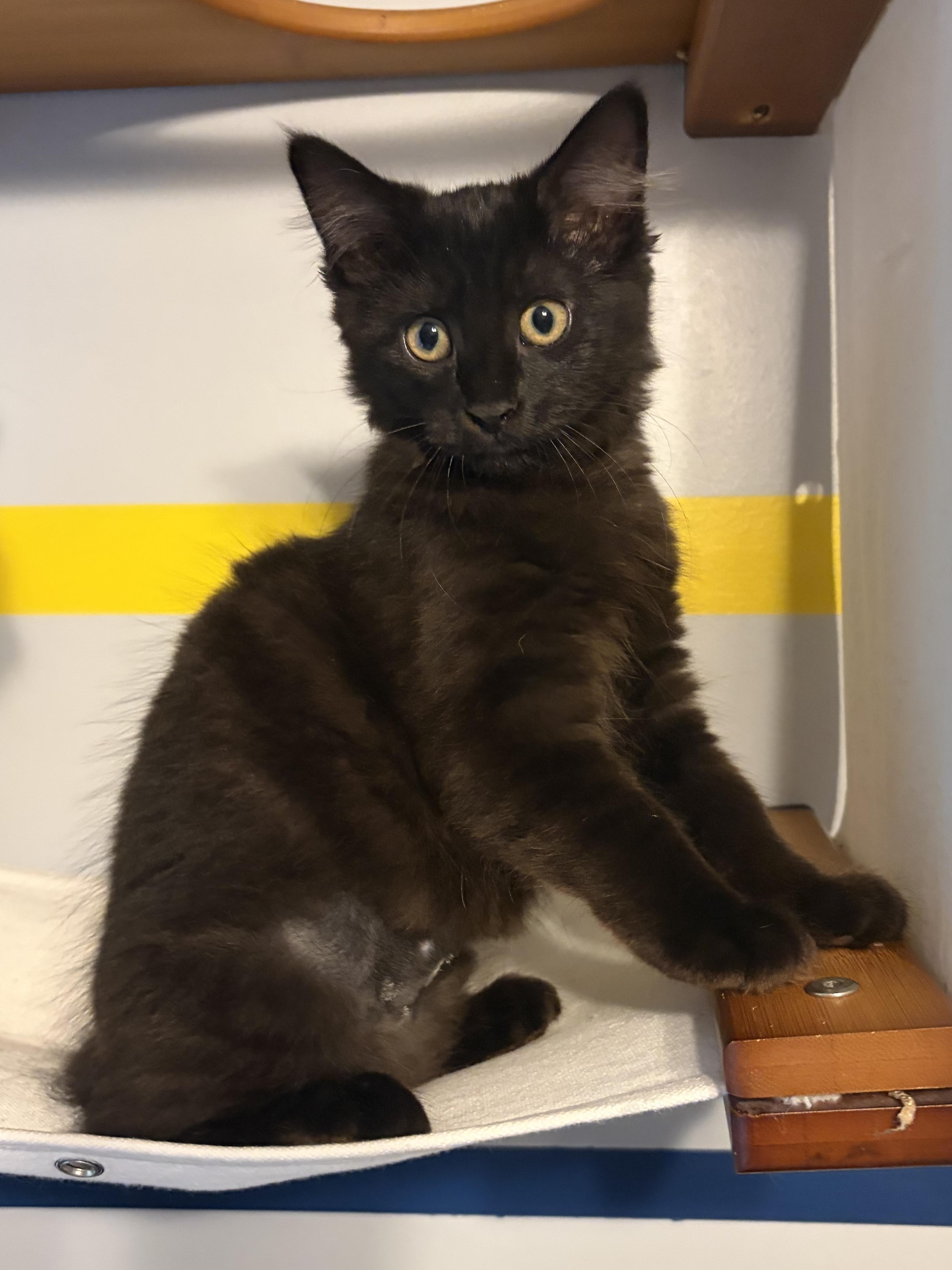 Sylvie (black beauty), Adoptable, Kitten Female Domestic Long Hair.