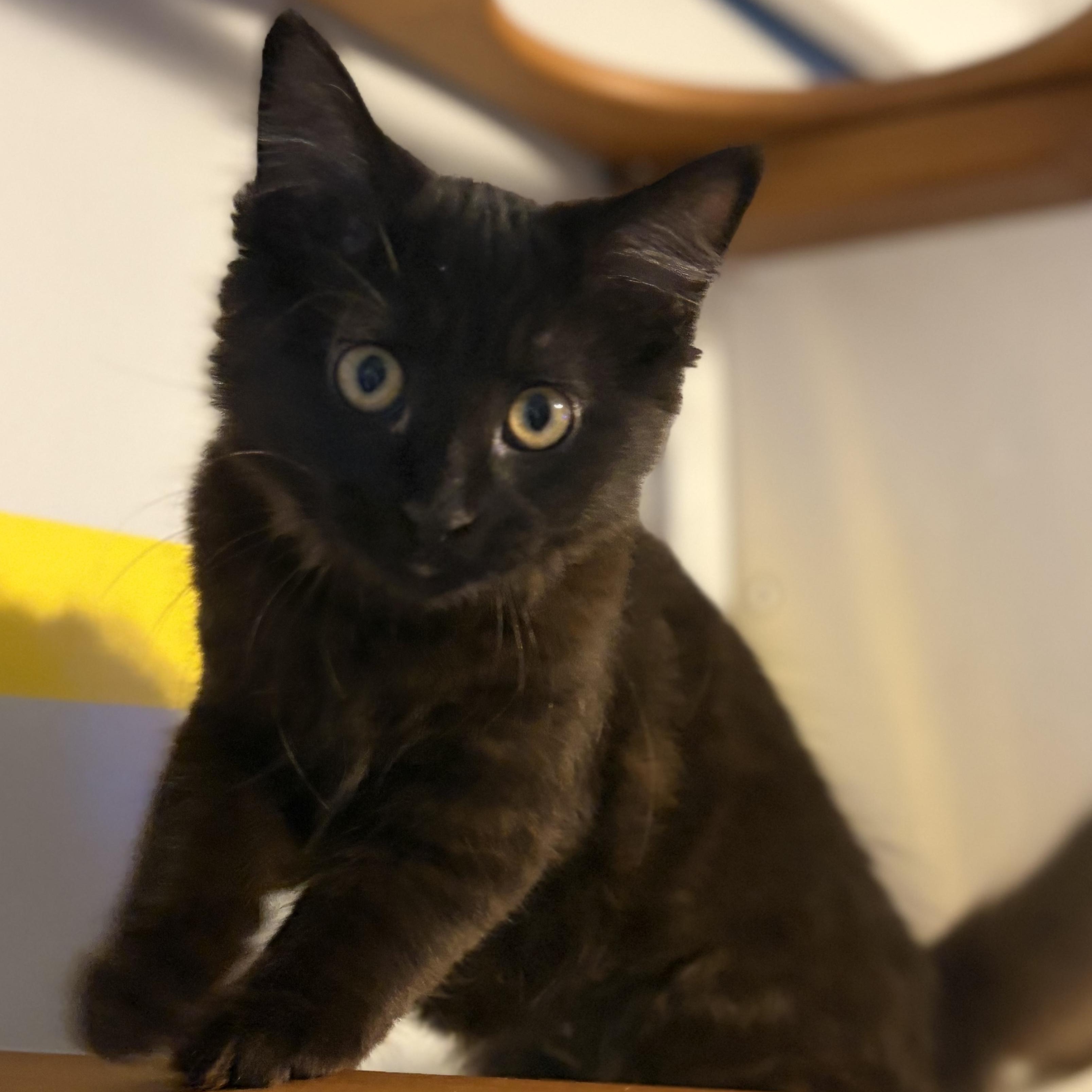 Enlarge Sylvie (black beauty), a Adoptable Domestic Long Hair in South Lyon, MI image 2/6