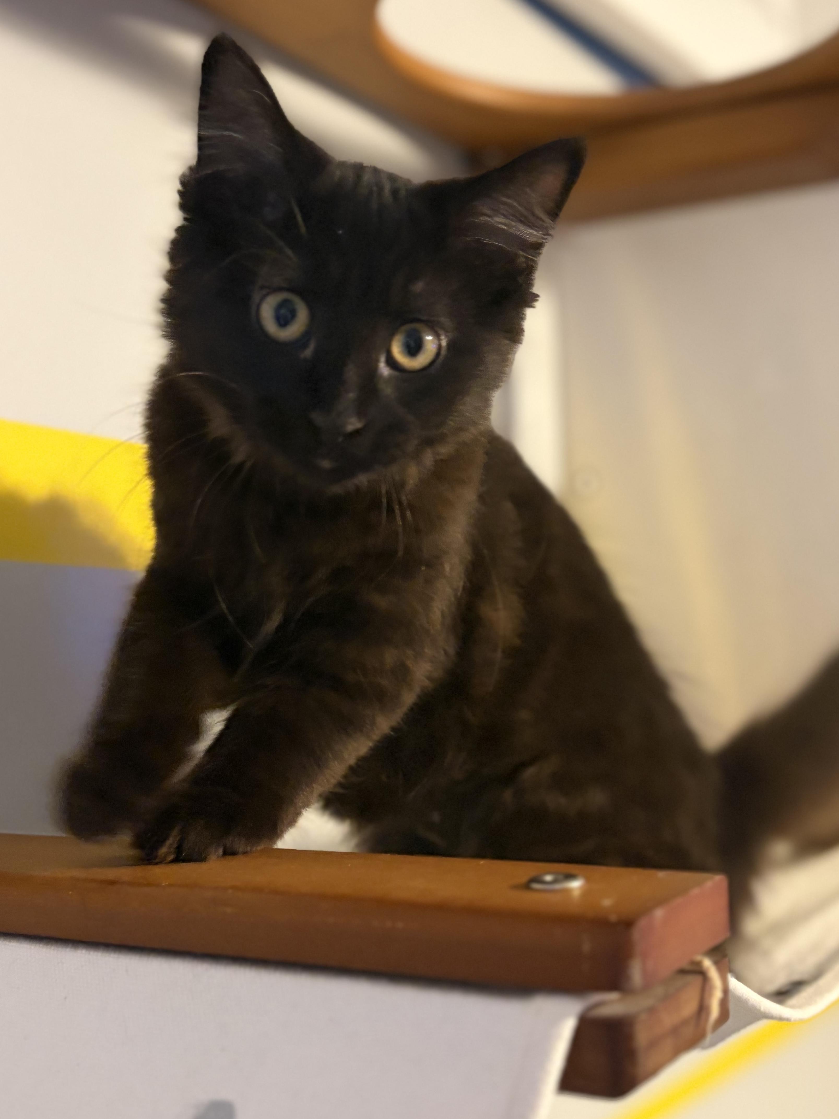 Enlarge Sylvie (black beauty), a Adoptable Domestic Long Hair in South Lyon, MI image 3/6