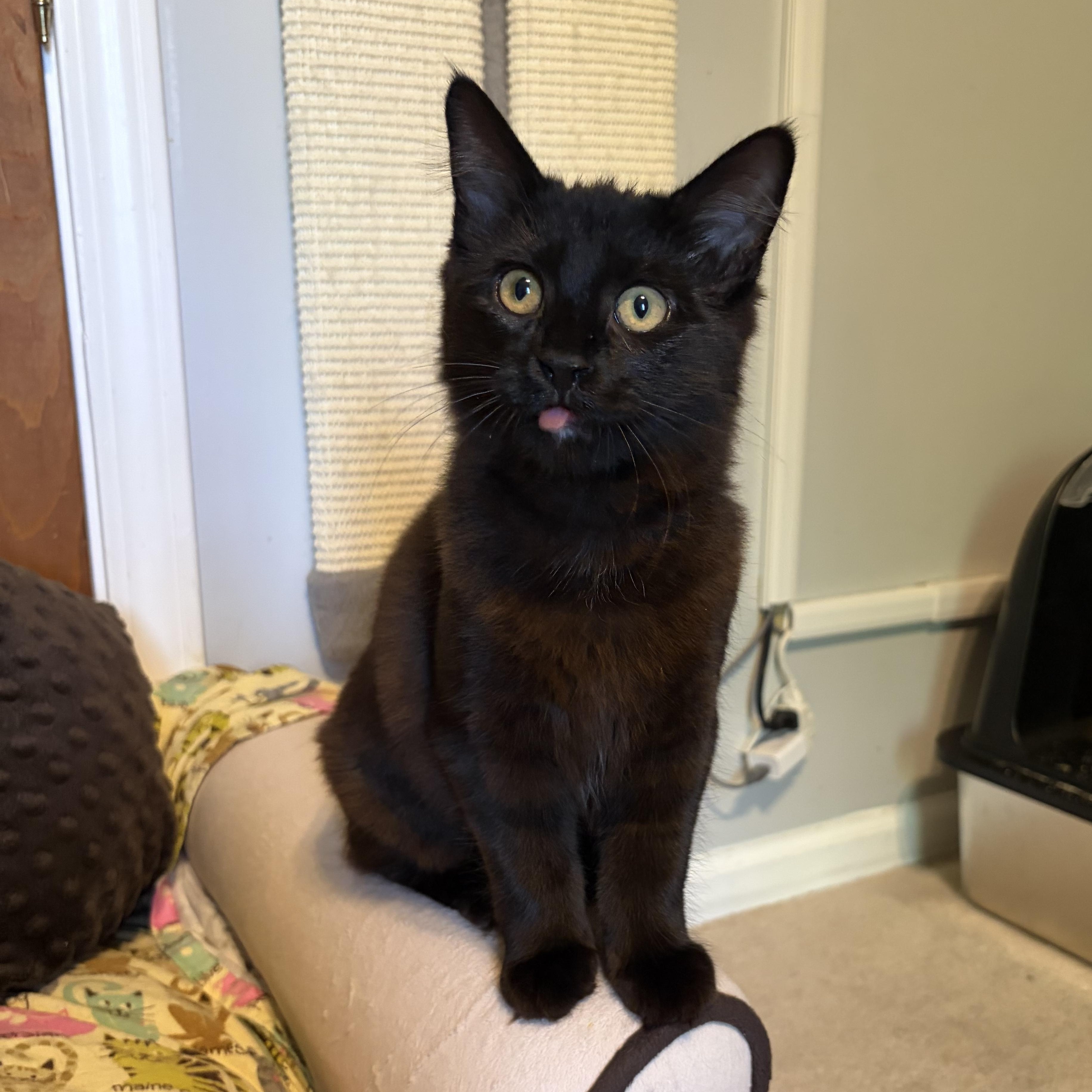 Enlarge Sylvie (black beauty), a Adoptable Domestic Long Hair in South Lyon, MI image 2/6