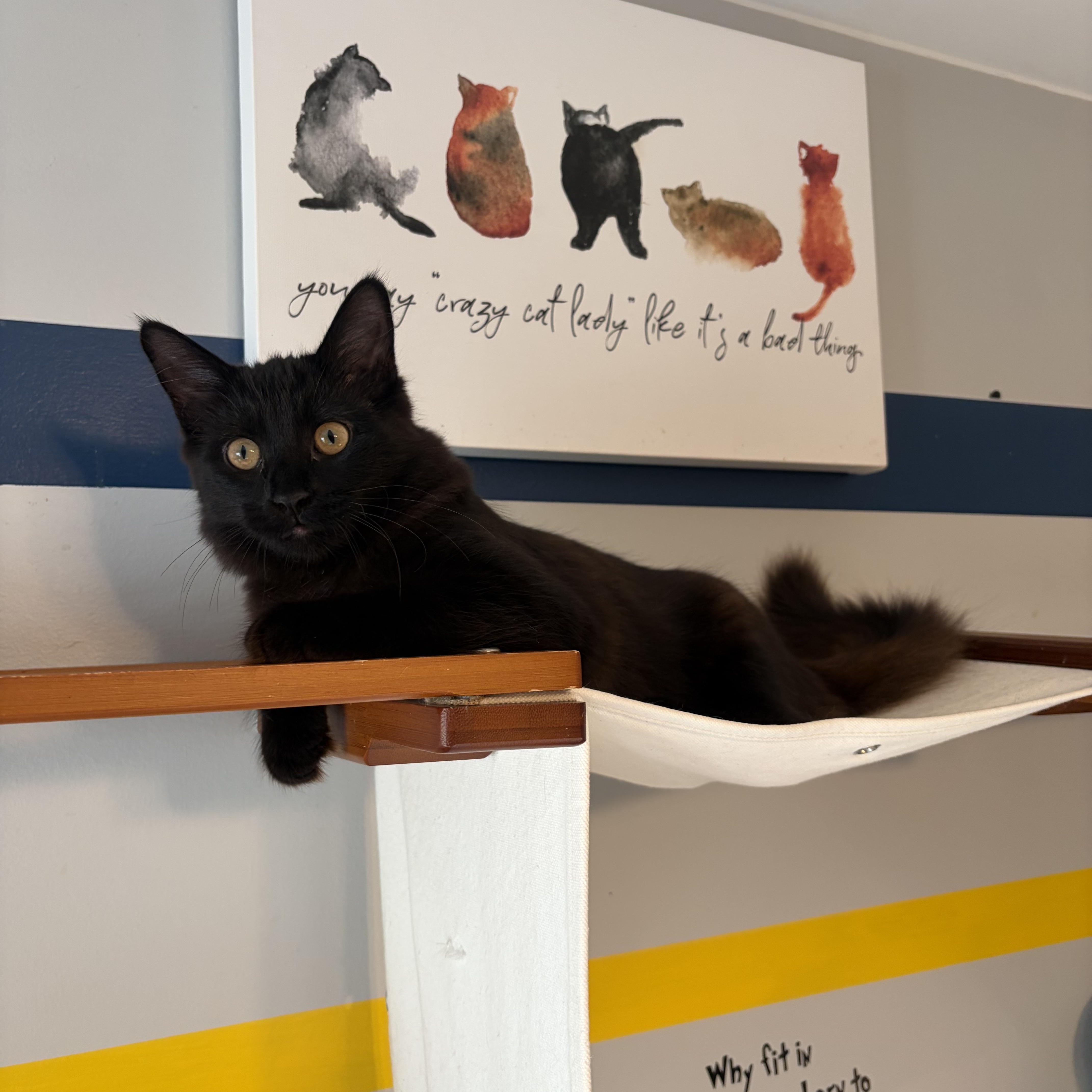 Enlarge Sylvie (black beauty), a Adoptable Domestic Long Hair in South Lyon, MI image 3/6