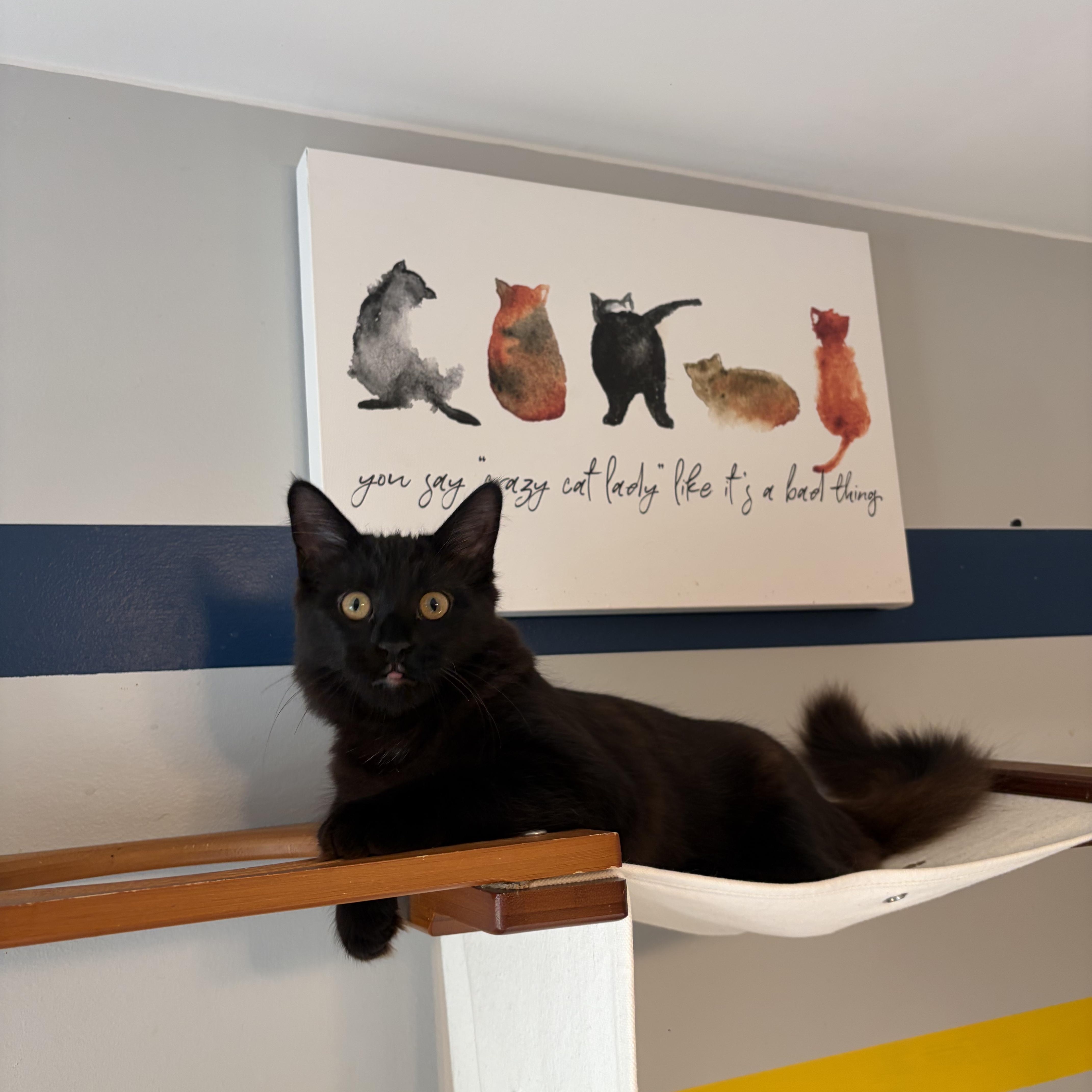Enlarge Sylvie (black beauty), a Adoptable Domestic Long Hair in South Lyon, MI image 4/6