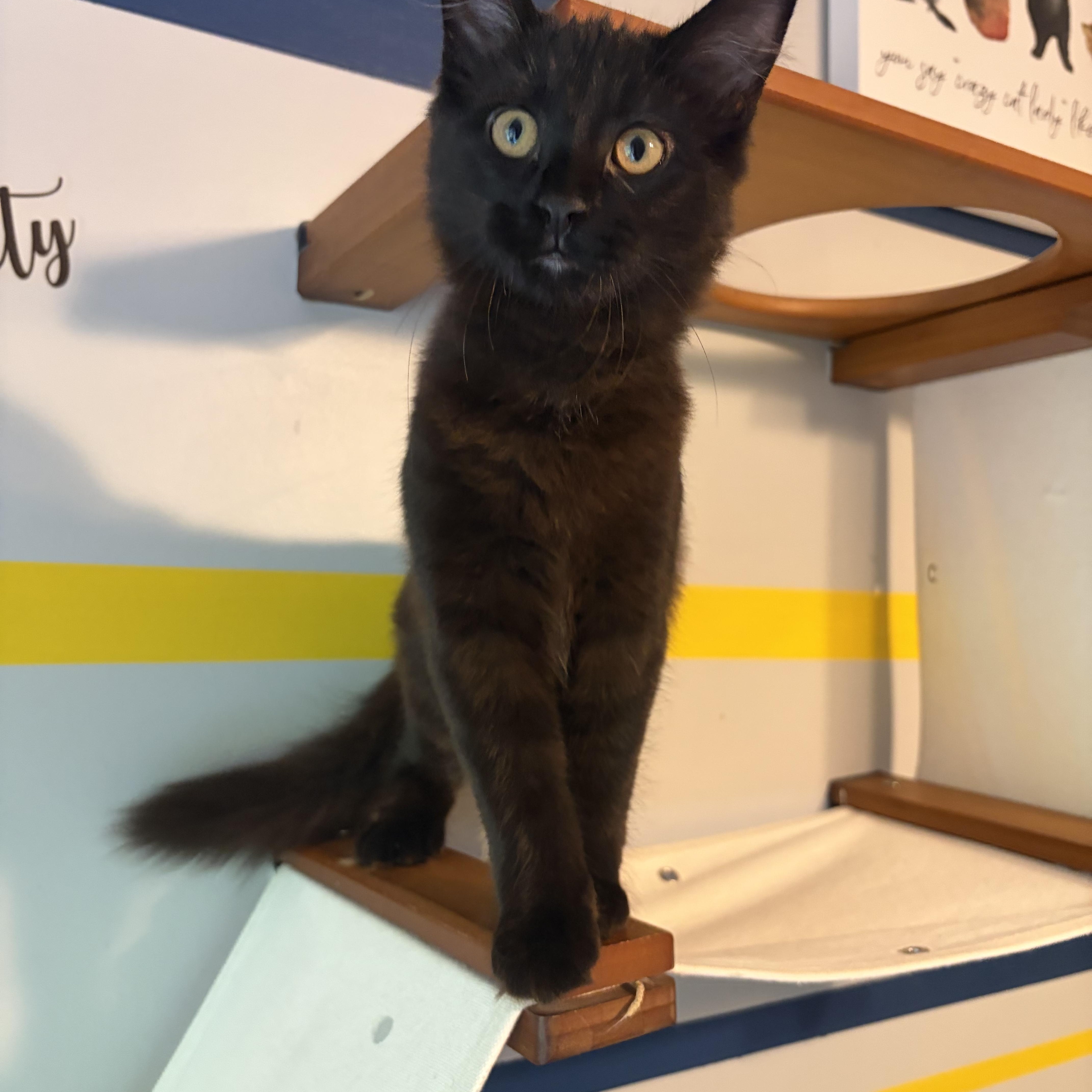 Sylvie (black beauty), Adoptable, Kitten Female Domestic Long Hair.