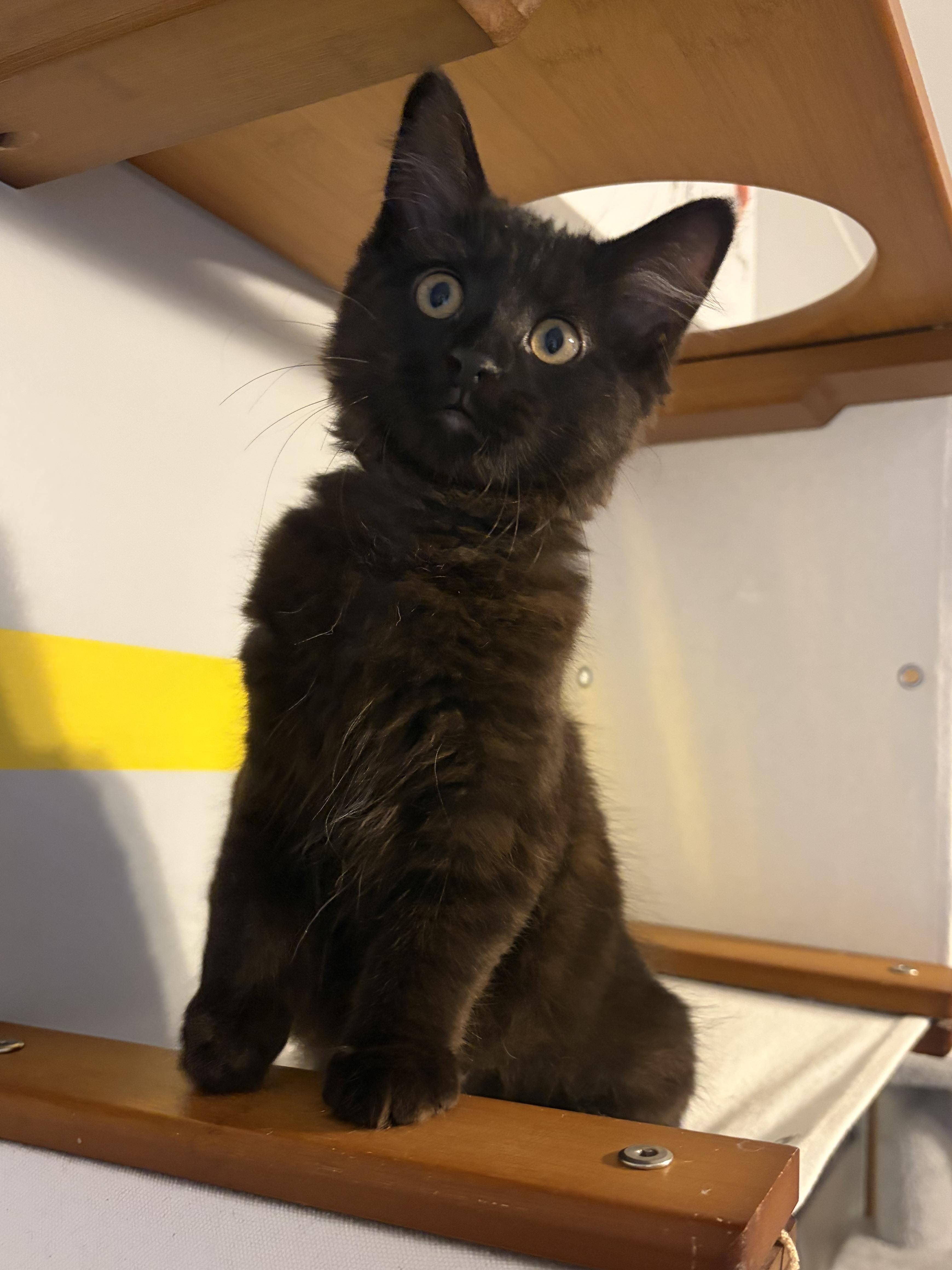 Enlarge Sylvie (black beauty), a Adoptable Domestic Long Hair in South Lyon, MI image 4/6