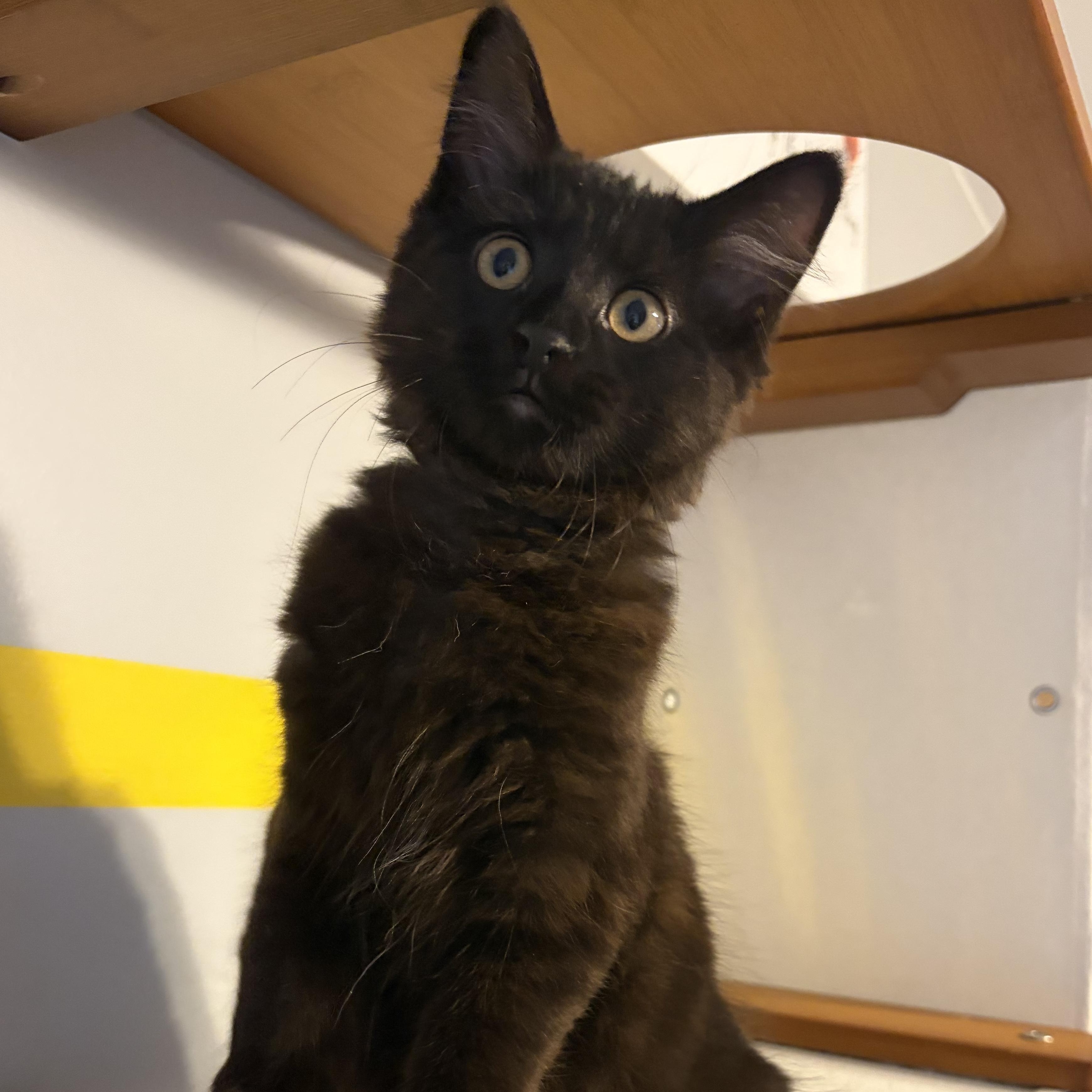 Enlarge Sylvie (black beauty), a Adoptable Domestic Long Hair in South Lyon, MI image 6/6