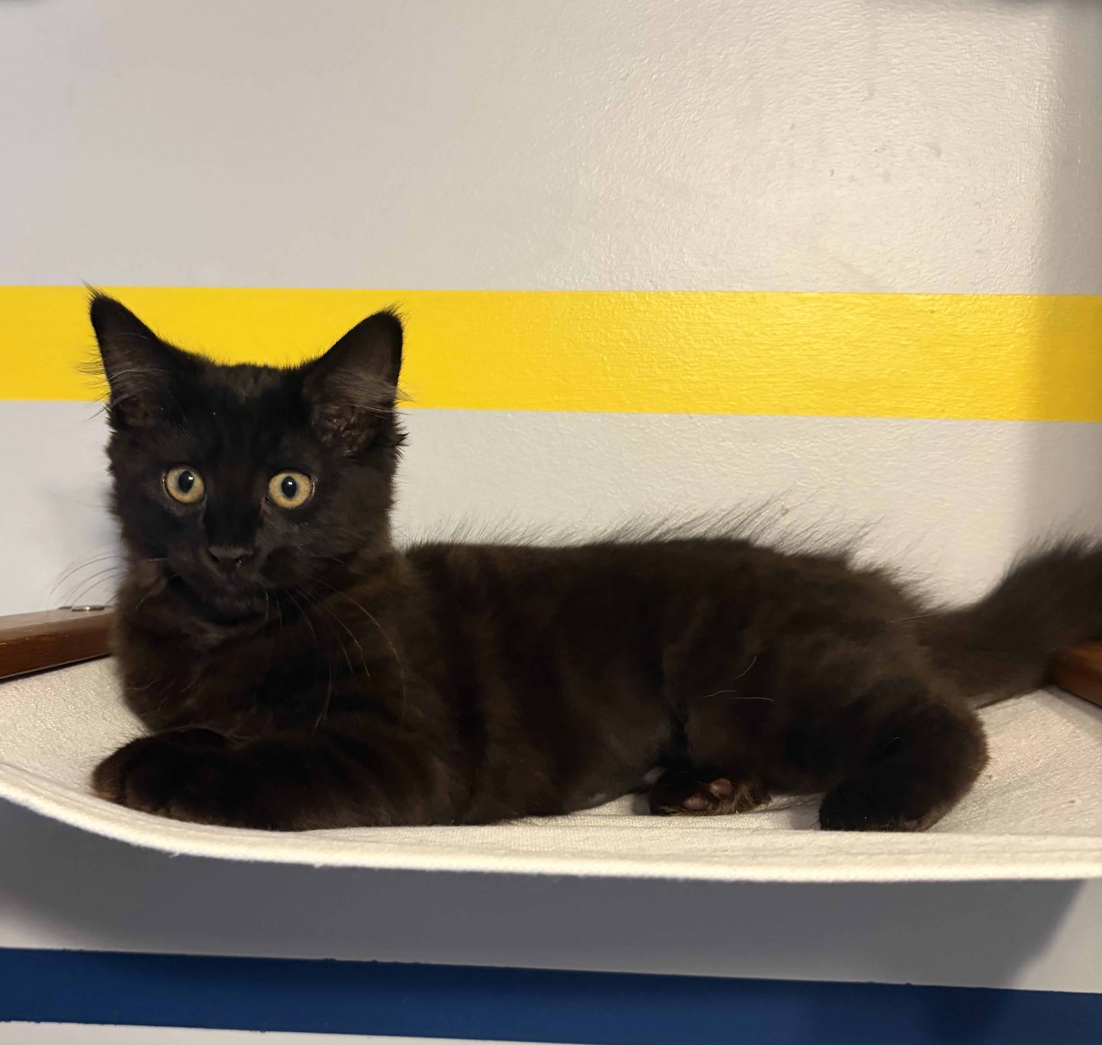 Enlarge Sylvie (black beauty), a Adoptable Domestic Long Hair in South Lyon, MI image 6/6