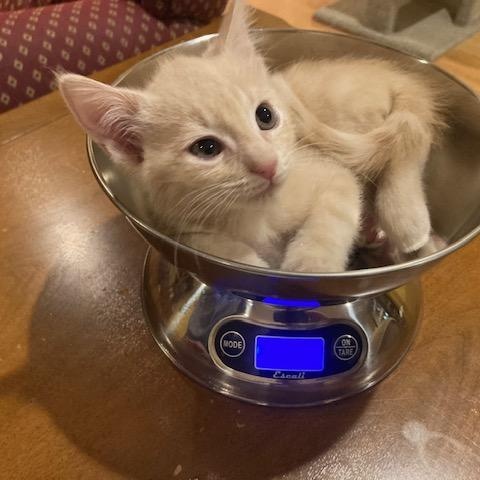 KITTENS - five from 3 groups, Adopted, Kitten Male Domestic Short Hair.