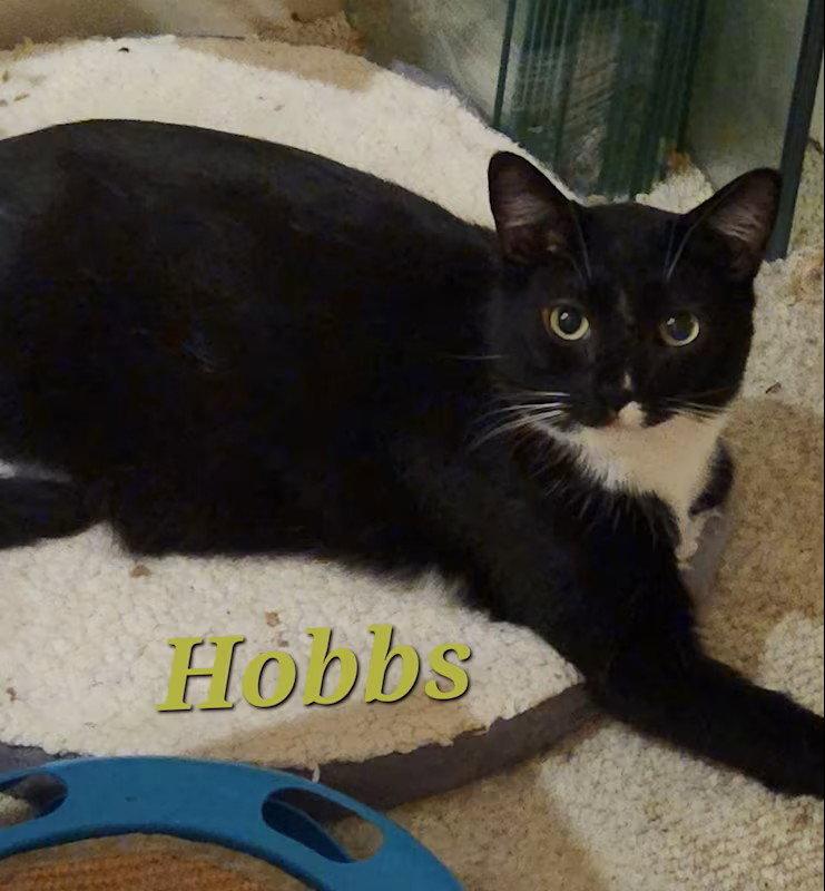 Enlarge Hobbs, a Adoptable Domestic Short Hair in Monrovia, CA image 1/3
