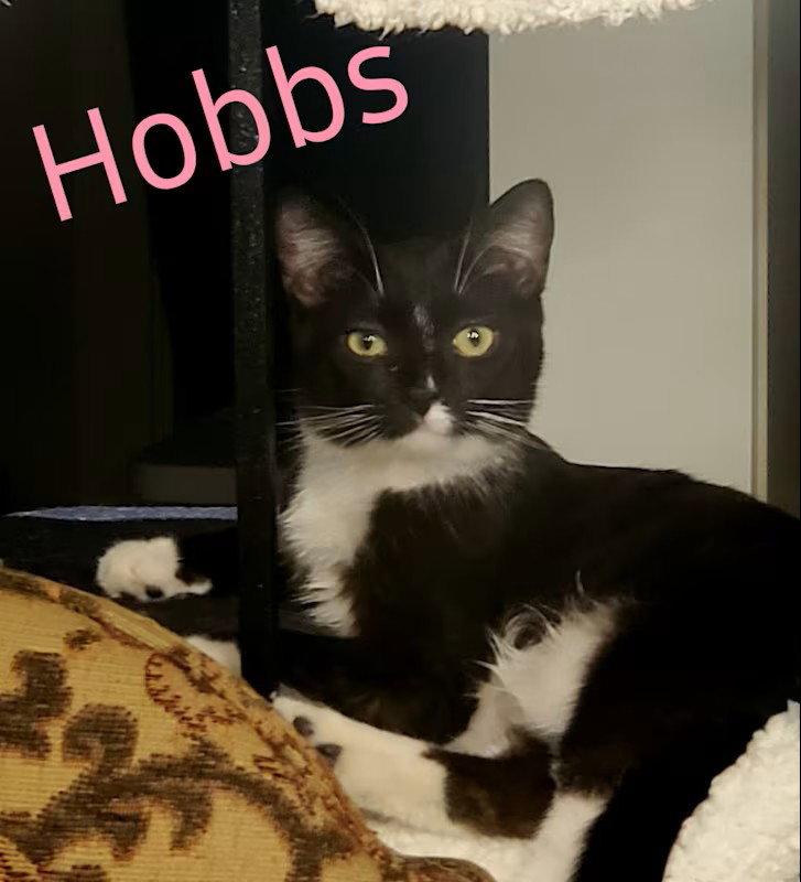 Enlarge Hobbs, a Adoptable Domestic Short Hair in Monrovia, CA image 2/3