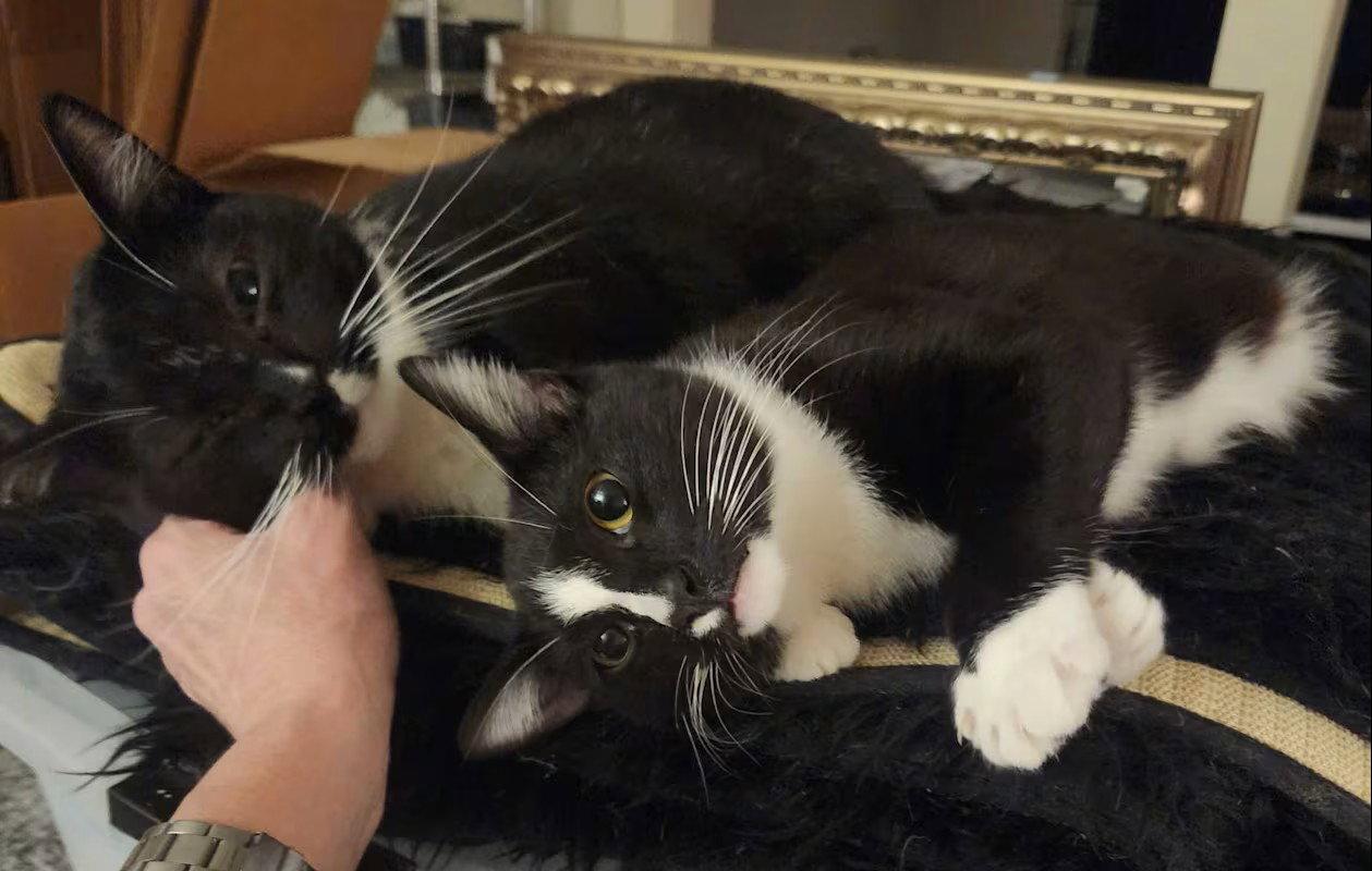 Enlarge Hobbs, a Adoptable Domestic Short Hair in Monrovia, CA image 3/3