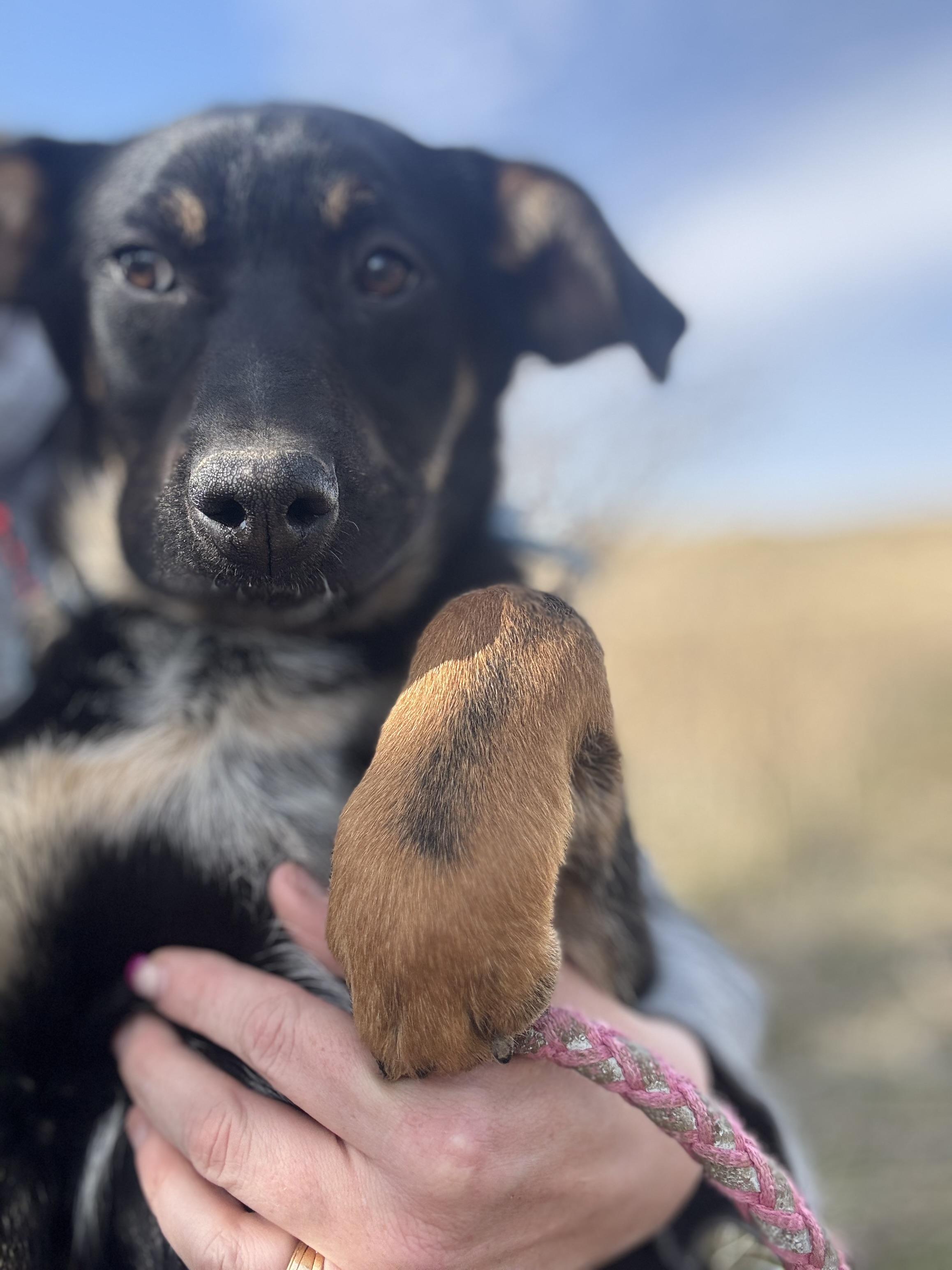 Denali, Young Female unknown