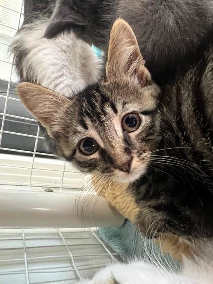 Enlarge Hot Fudge, a Adoptable mixed breed in Elmira, NY image 1/1