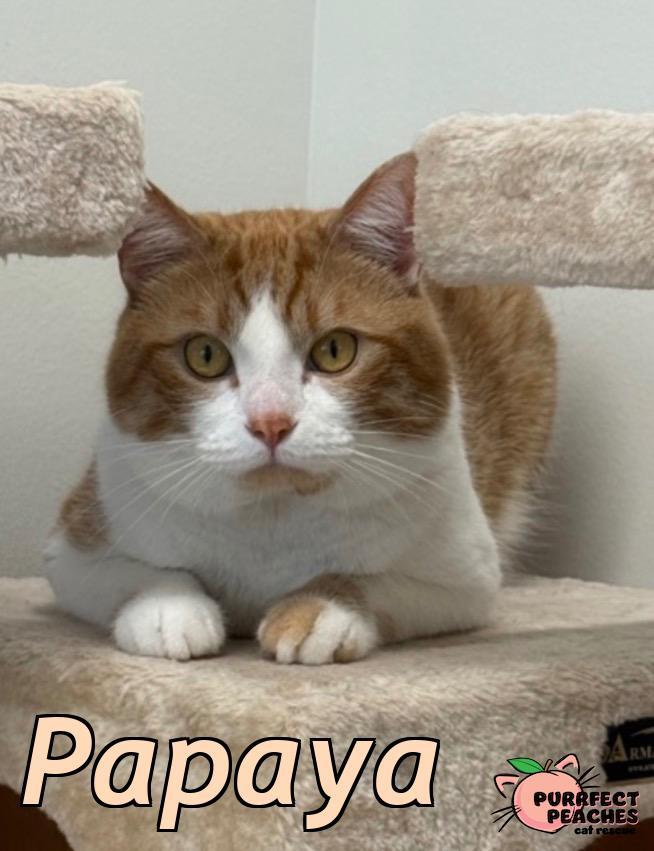 Enlarge Papaya, a Adoptable mixed breed in Douglasville, GA image 1/6