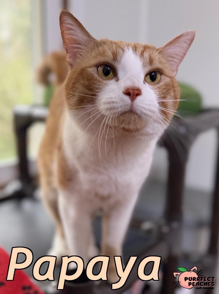 Enlarge Papaya, a Adoptable mixed breed in Douglasville, GA image 2/6