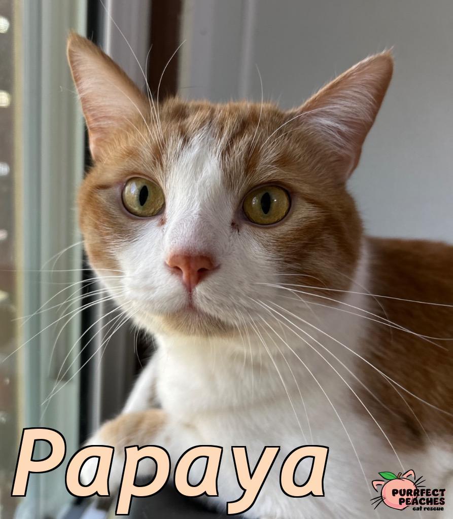 Enlarge Papaya, a Adoptable mixed breed in Douglasville, GA image 3/6