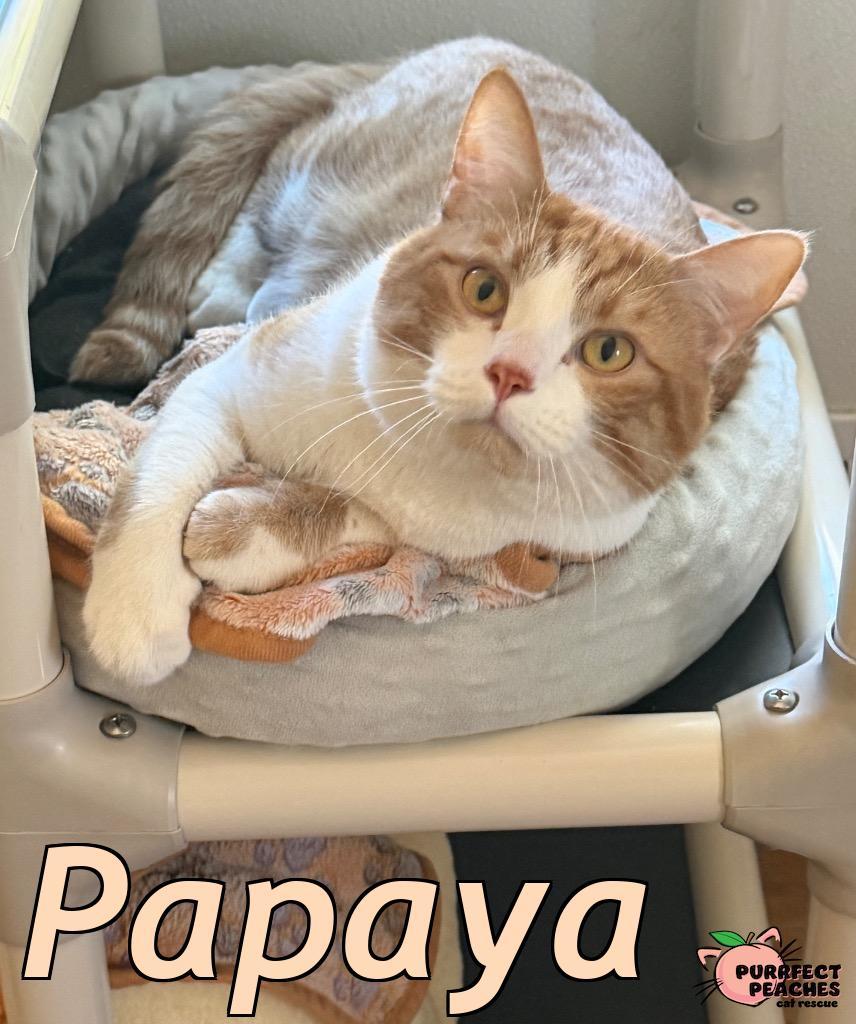 Enlarge Papaya, a Adoptable mixed breed in Douglasville, GA image 4/6