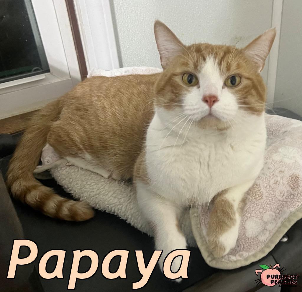 Enlarge Papaya, a Adoptable mixed breed in Douglasville, GA image 5/6